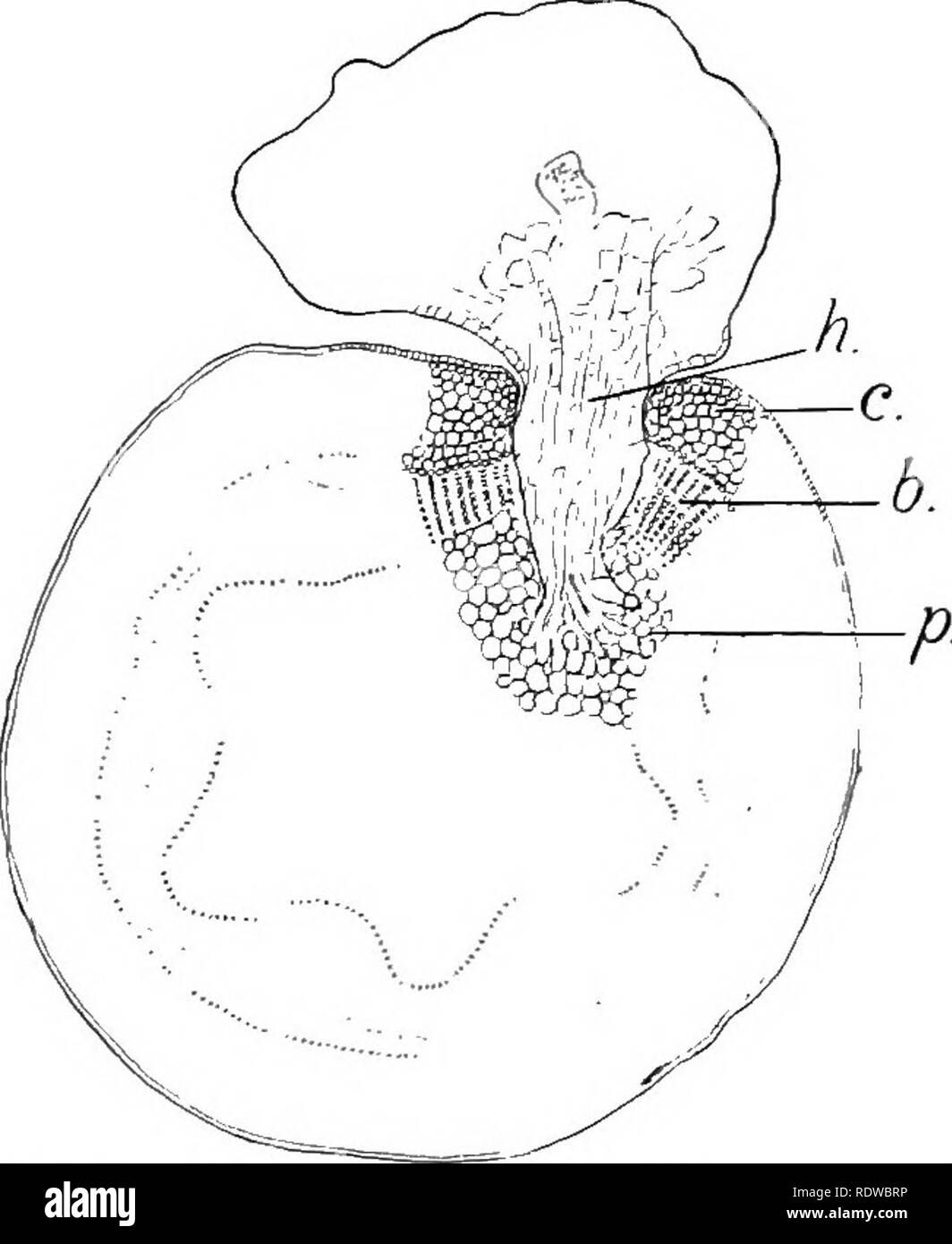 . Les plantes ; un texte-livre de botanique. La botanique. Les racines. 107. L'approvisionnement en denrées alimentaires. Par conséquent, les processus sont élaborés qui pene- trate et absorber. Le gui et de graines de cuscute sont- "plantes qui ont cette habitude, et les deux ont de tels processus (voir fig. 102, 103). Cette habitude est beaucoup plus développé, cependant, dans un groupe de plantes, connu sous le nom de champignons. ilany de ces champignons parasites vivent sur les plantes et les animaux, illustrations commun étant le mildiou des feuilles de lilas et beaucoup d'autres plantes, la rouille du blé, le charbon du maïs, etc.. Structuie racine. -Dans le plus bas des groupes de plantes (algf Banque D'Images