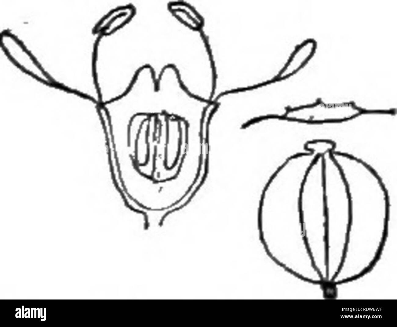 . L'essentiel de la botanique. La botanique. Fig. 190.-Quercus. Fig. 191.-Pastinaca. 673. Dans le panais (Pastinaca) Les petites fleurs sont regroupées à l'extrémité des rayons (propagation svelte dans une ombelle). Le bicarpellary pistil est couvert de la coupe fine, sur la marge de qui sont les cinq sépales, la minute même cinq pétales jaunes, et les cinq étamines allongées. Chaque cavité du carpelle contient un seul ovule tombantes. La maturation dans l'ovaire devient bien bicarpellary (aplatie dorsalement) afin que chaque carpelle devient légèrement ailé, et plus tard, les deux carpelles se séparent. 574. La fleur de l'Honeysuck Banque D'Images