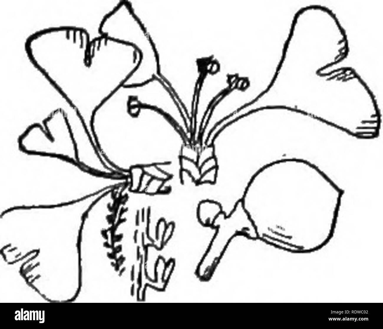 . L'essentiel de la botanique. La botanique. GINKGOALES CORDAITALES ET 275 494. Les ancêtres des conifères de la période paléozoïque (Ordre Cordaitales) étaient de grands arbres de 30 mètres ou plus de hauteur, et portant une couronne dense de branches et de grandes feuilles, nervation parallèle, parfois un mètre ou deux à longueur. Et microspores cônes mégaspore sont connus, et même les graines ont été préservés, et beaucoup de leurs détails de structure établie.. Fig. 151.-Cordaites. Fig. 152.-Le Ginkgo (étamines et d'ovulation). 495. L'Adiante cheveux-de-arbres (Ordre Ginkgoales) re- l'esprit à certains égards de la précédente. Ils étaient communs dans Banque D'Images