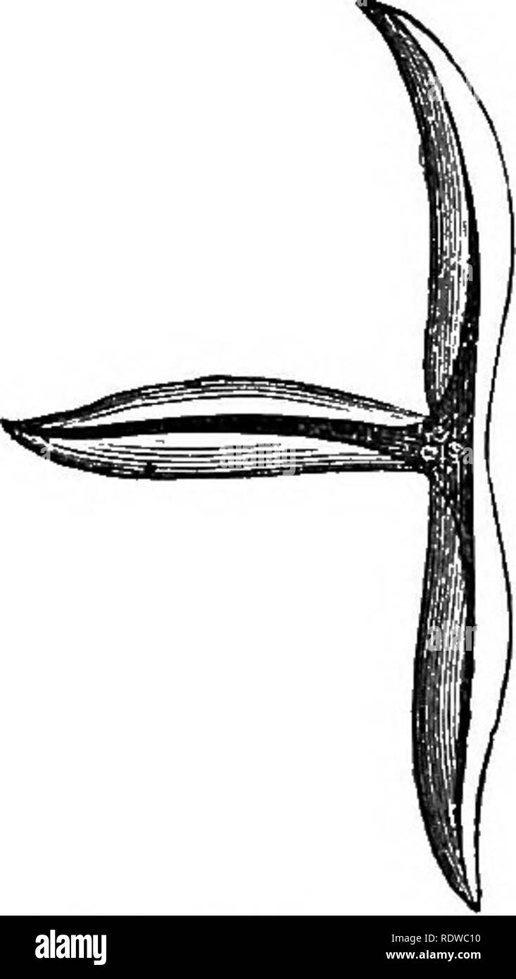 . Les fleurs, les fruits et les feuilles. Botanique ; fleurs ; semences ; les feuilles. III.] GRAINES jetées par géraniums. 57 de ces deux espèces. Viola canina est une plante avec une longue tige, et il est donc facile pour la capsule de se hisser au-dessus de l'herbe et d'autres herbes qui poussent entre les violettes. C. odorata et C. hirta, au contraire, ont, en langage ordinaire, pas de tige, et les feuilles sont radicales, c.-à-d. l'augmentation de la racine. C'est au moins le cas en apparence, pour parler, ils botaniquement, montée à l'extrémité d'un court pédoncule. Maintenant, dans ces circonstances,. Fig. 40.-Viola canina. Navire de semences Banque D'Images