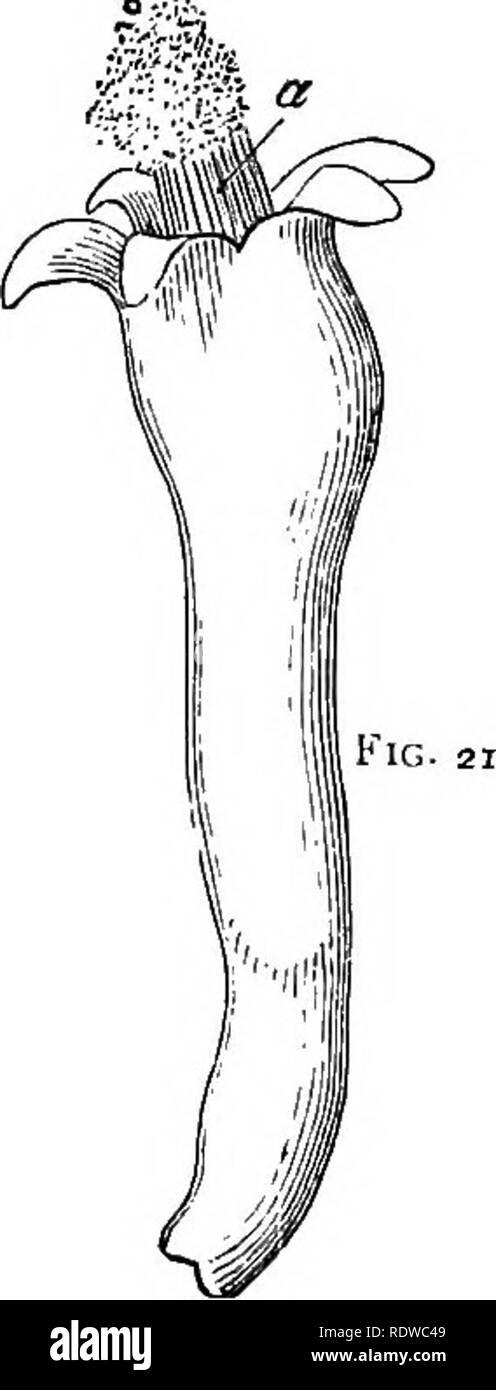 . Les fleurs, les fruits et les feuilles. Botanique ; fleurs ; semences ; les feuilles. . Veuillez noter que ces images sont extraites de la page numérisée des images qui peuvent avoir été retouchées numériquement pour plus de lisibilité - coloration et l'aspect de ces illustrations ne peut pas parfaitement ressembler à l'œuvre originale.. Lubbock, John, Sir, 1834-1913. London : Macmillan Banque D'Images