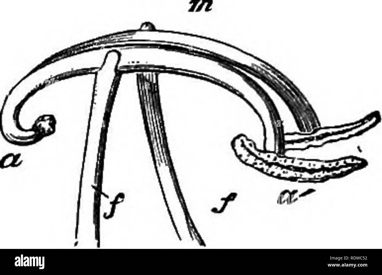 . Les fleurs, les fruits et les feuilles. Botanique ; fleurs ; semences ; les feuilles. Fig. 17.-étamines dans leur position naturelle. Fig. 18 étamines,-lorsqu'il est déplacé à l'Abeille. anthère est situé (Fig. 14) dans le cou du tube, l'autre sous le capot voûté. L'anthère inférieur, de plus, est plus ou moins rudimentaire. Maintenant, lorsqu'une abeille vient de sucer le miel, il pousse l'anthère inférieur de la route avec sa tête ; le résultat est que le tissu conjonctif balançoires ronde, et la partie supérieure de l'anthère fertile descend à l'arrière de l'abeille (Figs. 15 et 18), et des poussières avec le pollen, juste à l'endroit où, dans une fleur (F Banque D'Images