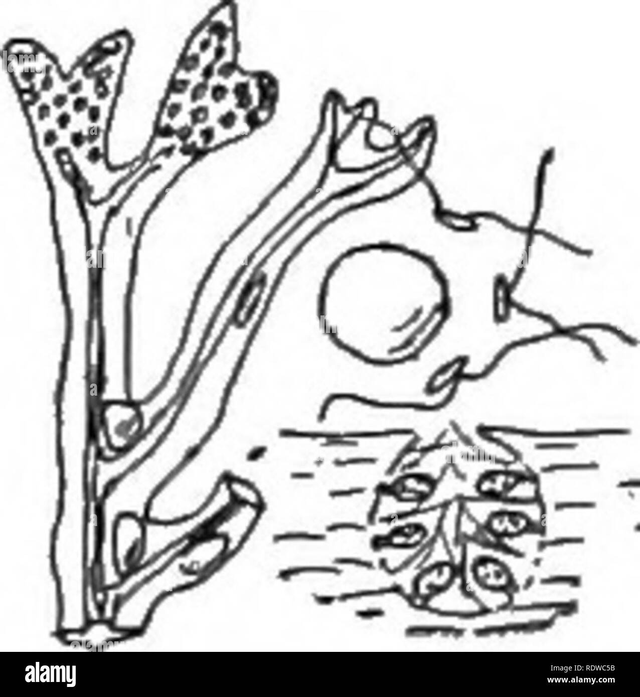 . L'essentiel de la botanique. La botanique. Les laminaires 201 côte du Pacifique sont la ceinture de la mer (Cymatherc) avec une "feuille" à côtes magnifiques ; la mer Arbre (Lessonia) avec un gros roulement de queue de ramification de nombreuses petites feuilles ; la mer (Palm Postelsia) avec une tige non ramifiée portant une touffe de feuilles en haut ; la vessie (Kelp Nereocystis) avec un long cordon,-comme la tige, souvent 10 à 15 mètres de long et portant une poche à air en haut, à laquelle est jointe une touffe de grandes feuilles ; le varech géant (Macrocystis) avec une longue, mince, souches simili-cordon, parfois 50 à 75 mètres de long et portant une rangée de la Banque D'Images