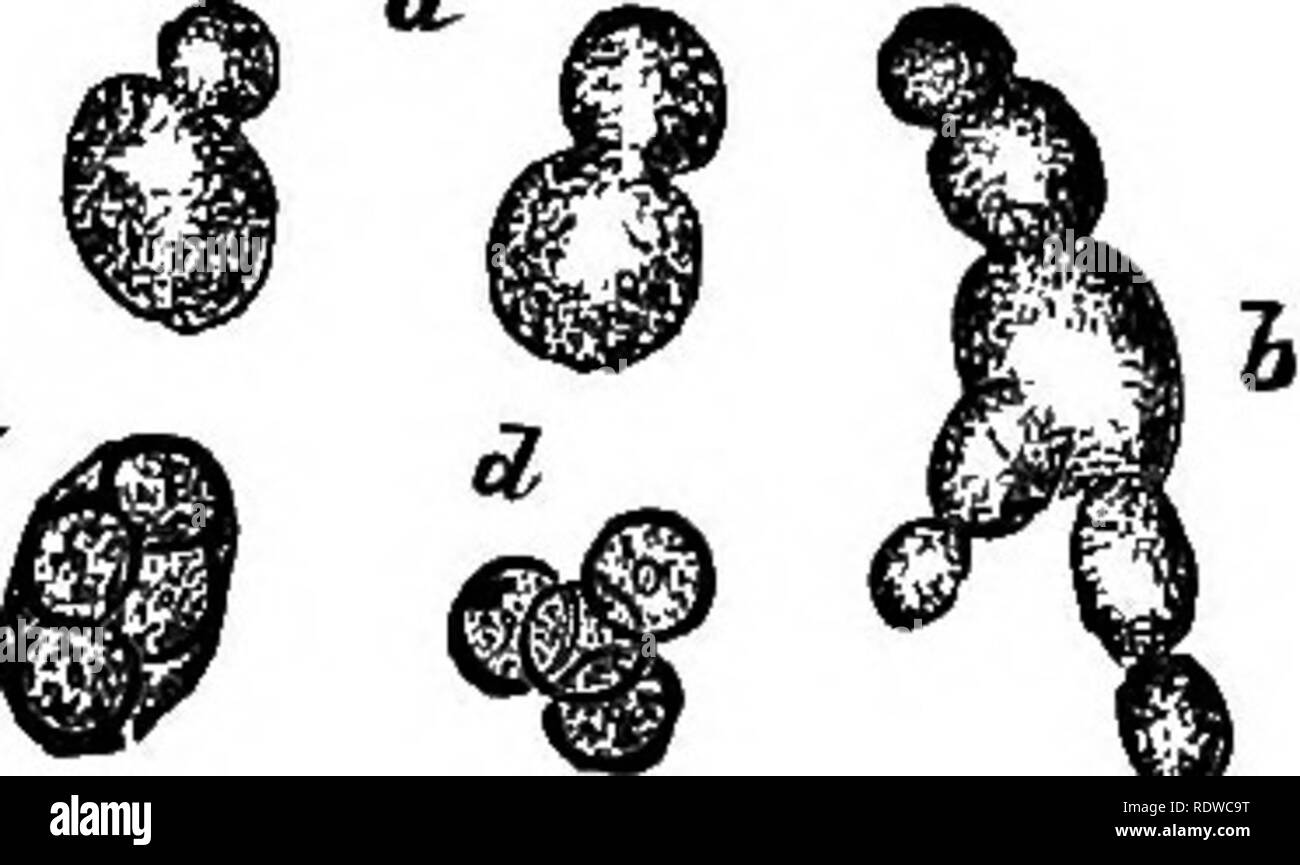 . L'essentiel de la botanique. La botanique. 8. diminuer la botanique, et chaque fois que le processus est le résultat est là mais la moitié du nombre de cellules comme avant. Études pratiques.-(17) Retirez avec soin (après l'humidification avec une goutte d'alcool) un peu de la wl)ite, la croissance des moisissures sur des feuilles de lilas, connu sous le nom de brûlure lilas ; montez-le dans l'eau, en ajoutant un peu de potas- sic hydrate. Certains des fils indique la formation de nouvelles cellules (spores dans ce cas) par fission. D'autres sortes de fléaux, comme par exemple que sur l'herbe ou de feuilles que commun sur les feuilles de choux- cerise, fournissent également de bons exemples. Banque D'Images