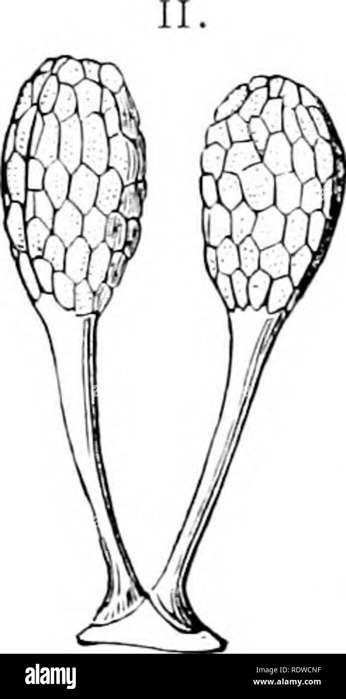 . Les plantes et leurs moyens en Afrique du Sud. La botanique, la botanique. Fig. 248.-I. Diagramme Floral de Disa. (D'Edmonds et Marloth's ** Botanique élémentaire pour l'Afrique du Sud ".} II. Masses de pollen d'une orchidée a rejoint avec un smgle caudicles à gland. (F""rom Thomi et^ » de Bennett et physiologiques structurels" Botanique.) pour certains des plus grands genres d'orchidées. A. Couvercle anthères-comme. B. Les masses polliniques 2-8, cireux. Non rattachés à une glande du rostellum. Pétales linéaire ; l'ensemble de la lèvre ; épiphytes ou terrestres. 4 pollinies . BB. Masses de pollen cireux, des tiges d'une glande du rostellum. C. L Banque D'Images