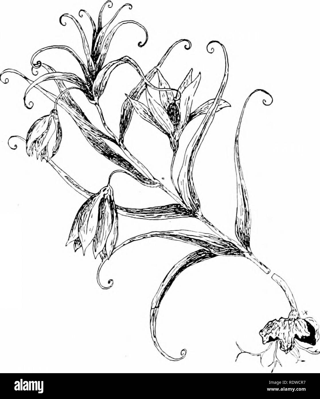 . Les plantes et leurs moyens en Afrique du Sud. La botanique, la botanique. Classifitatioii PUnits de 261. Fig. 237.-}incdata LilL' iia^ Crochet. Commander Amaryllid.a.ce.e. Des segments externes P'abaisse, parfait, régulier ou presque la couleur du périanthe. Étamines généralement 3  + 3, rarement 3 ou plusieurs. Anthères introrse, longue ou courte, basifixed ou oscillantes. Dans l'ovaire- ferior, 3-loculaire placentation placentas axiles ; stigmates ; trois. Habituellement un fruit 3- muni d'une capsule, parfois un berry. Capsule déhiscente à mi-chemin entre les partitions (loculicidal), ou split- ting autour du centre. Généralement beaucoup de graines. Habituellement acaule herbes avec le radical Banque D'Images