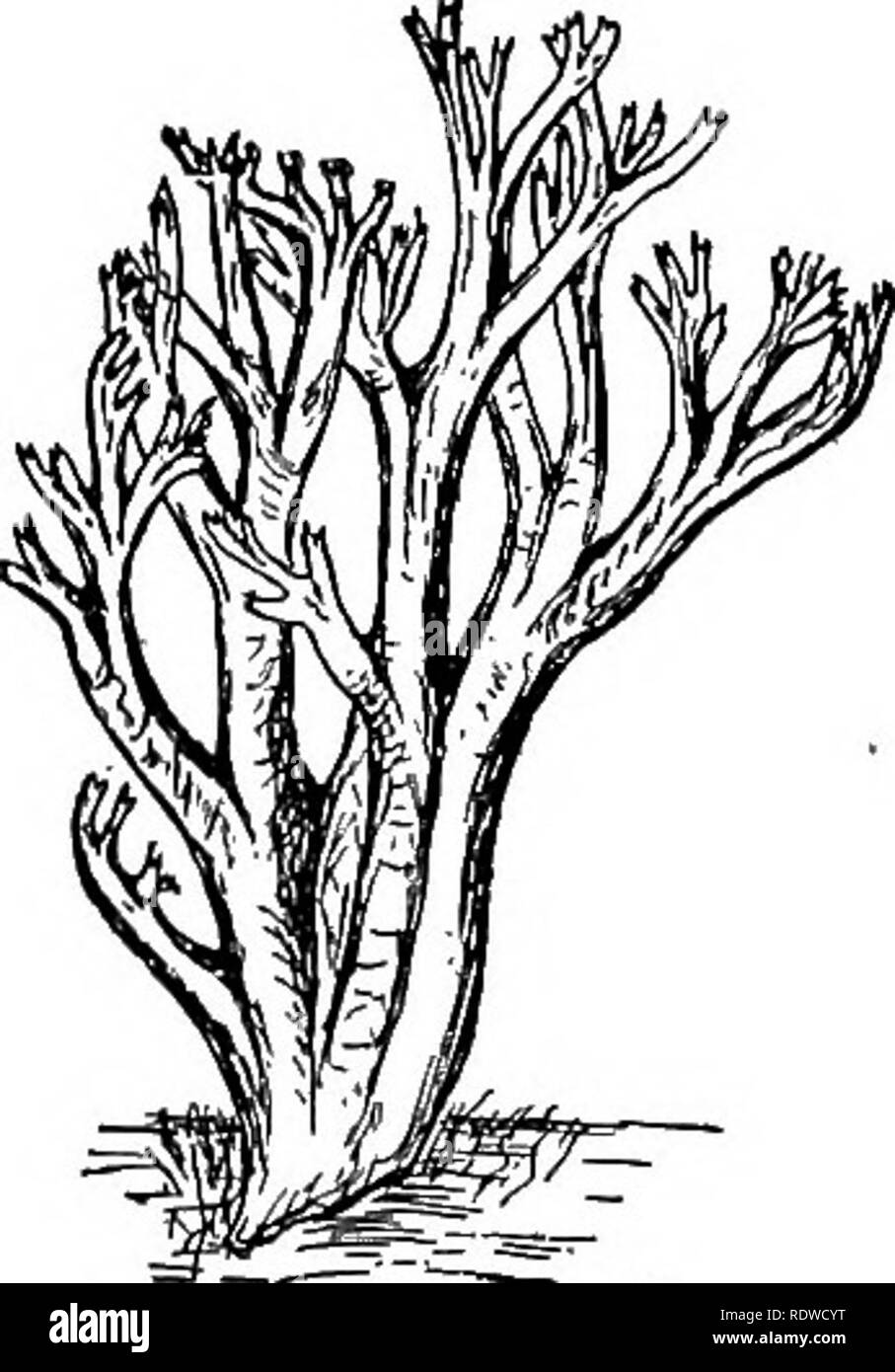. La botanique, avec les applications agricoles. La botanique. PtG. 341. - Un Hydnum, un champignon dont l'hyménium est supporté sur dent projet- tions. X 2-. Fig. 342. - Un Basidio- myoete Claoana,, avec une très ramifiées sporo- phore. X j. lignes avec des tubes de pression interstitielle comme des ouvertures. Ceux-ci sont connus comme les champignons, et à cette famille appartiennent certains Toadstools, dont certaines sont comestibles (Fig. 340), et le support des champignons, qui forment la durée-. Veuillez noter que ces images sont extraites de la page numérisée des images qui peuvent avoir été retouchées numériquement pour plus de lisibilité - coloration et l'apparition de ces illustrations peuvent n Banque D'Images