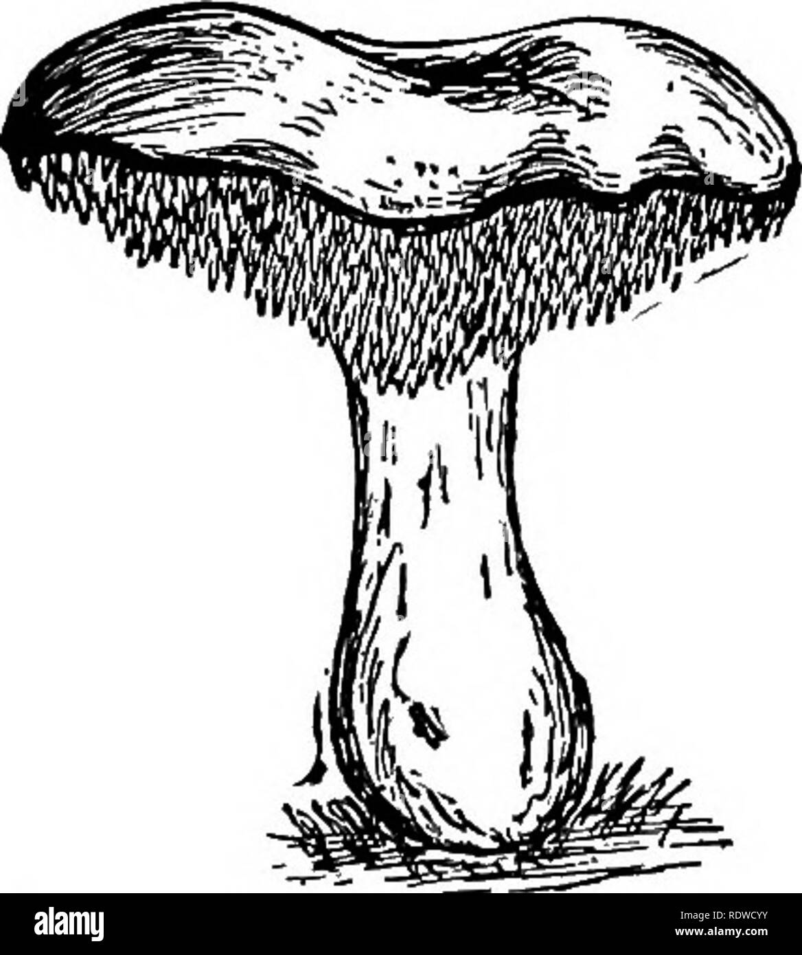 . La botanique, avec les applications agricoles. La botanique. PtG. 341. - Un Hydnum, un champignon dont l'hyménium est supporté sur dent projet- tions. X 2-. Veuillez noter que ces images sont extraites de la page numérisée des images qui peuvent avoir été retouchées numériquement pour plus de lisibilité - coloration et l'aspect de ces illustrations ne peut pas parfaitement ressembler à l'œuvre originale.. Martin, John N. (John Nathan), b. 1875. New York, John Wiley & Sons, Inc. ; ; [etc. ,Etc. ] Banque D'Images
