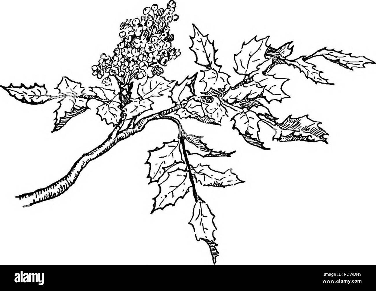 . Les plantes sauvages utiles des États-Unis et du Canada. La botanique, économique, la botanique, la botanique. Peu considéré des fruits sauvages non-jell, mais un excellent sirop de table est le résultat, à la place. Groseilles sauvages, groseilles, prunes et cerises jouent tous dans la paraffine mains du fabricant ; et donc ne l'acide, les baies écarlates de l'épine-vinette est {Ber- Canadensis three Wells, Pursh), trouvés dans les bois de montagne. Oeegon (Berberis aquifolium) Raisins de la Virginie à la Géorgie, ainsi que de l'{l'épine-vinette, B. vulgaris L.) qui est devenue une plante sauvage dans certaines sections. Sur le versant du Pacifique un autre est l'épine-vinette Banque D'Images