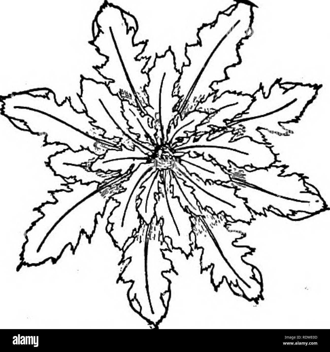 . La botanique, avec les applications agricoles. La botanique. L'EXPOSITION À LA LUMIÈRE 241. Fig. 225. - D'en haut. Vu les feuilles de pissenlit forment une Figure 222. De nombreux arbres ainsi que de nombreuses plantes herbacées, telles que le coton, trèfle, luzerne, tomates, pommes de terre, de sarrasin, et le lin, ont la disposition des feuilles de rechange. Dans les deux feuilles opposées apparaissent à chaque nœud de chaque côté de la tige, et les paires voisines sont plus ou moins perpendiculaires, de sorte que si l'on regarde de haut en bas chaque paire de feuilles alterne en position avec la paire au-dessus et avec la paire ci-dessous comme Banque D'Images
