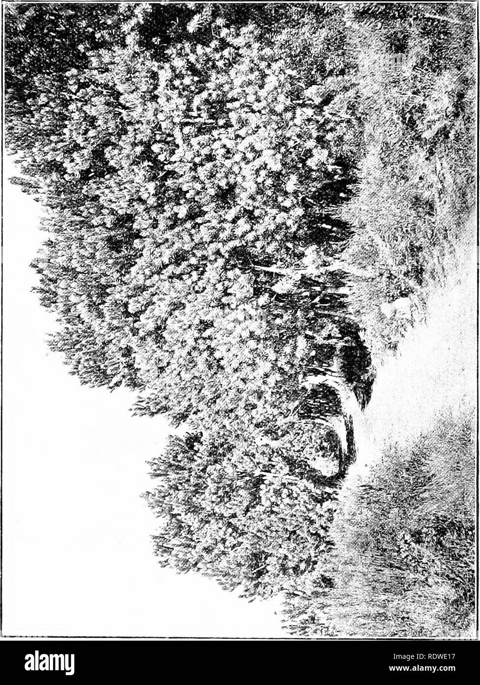 . Les plantes et leurs moyens en Afrique du Sud. La botanique, la botanique. 104 plantes et leur JVars en Afrique du Sud Les plantes qui travaillent à l'hiver doivent être convenablement habillés pour leur travail. Même lorsqu'il ne tombe point de pluie, les arbres d'argent sur la table. Frecjuently montagne sont enfermées en marge de la "nappe". Nous avons vu qu'une grande quantité d'eau passe au large sous forme de vapeur. Si la vapeur ne parvient pas à transmettre les feuilles sont imbibées d'eau et de l'échange des gaz, O et CO, &gt ; est. Veuillez noter que ces images sont extraites de la page numérisée des images qui peuvent avoir été retouchées numériquement pour readabili Banque D'Images