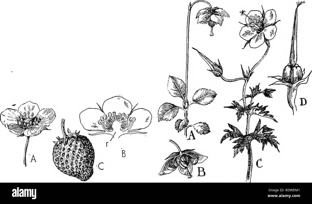 . La nature et le développement des plantes. La botanique. 384 ÉVOLUTION DE LA FLEUR est composé de quelques écailles comme dans le sweet flag, chêne, etc. (Fig. 263, B), mais dans des formes plus élevées, la tombe apparaît comme la partie visible de la fleur de feuilles comme dans.le lily (Fig. 263, C). Enfin les fleurs apparaissent dans lequel les feuilles de la dif- ferentiated périanthe devenu en un calicule composé de plusieurs sépales verts et d'une corolle de plus grand, plus délicates et souvent les feuilles de couleur vive, a appelé les pétales (Fig. 263, D). Nous avons maintenant atteint un point où la fleur est dit pour être complet, composé de tous les org Banque D'Images