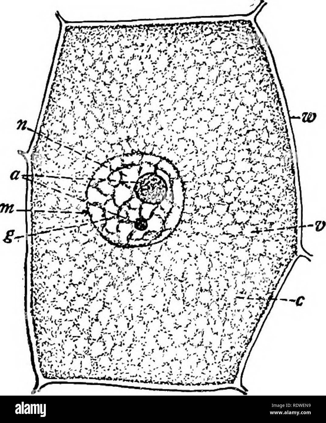 . La botanique, avec les applications agricoles. La botanique. 114 lorsque les cellules et les tissus au microscope, on peut le voir autour de streaming la paroi cellulaire ou à l'échelle de la cellule d'un côté à l'autre ou d'une extrémité à l'autre. Le protoplasme se compose d'un certain nombre de structures qui diffèrent dans l'organisation, et qui disposent chacun d'une ou plusieurs fonctions spéciales. {Fig. 106.) L'un des plus remarquables de ces structures est le noyau, qui est un corps protoplasmiques compact comparativement, généralement de forme sphérique. Bien que généralement de l'établissement situé dans les cellules en croissance active, le noyau a généralement une position latérale dans ce vieux Banque D'Images
