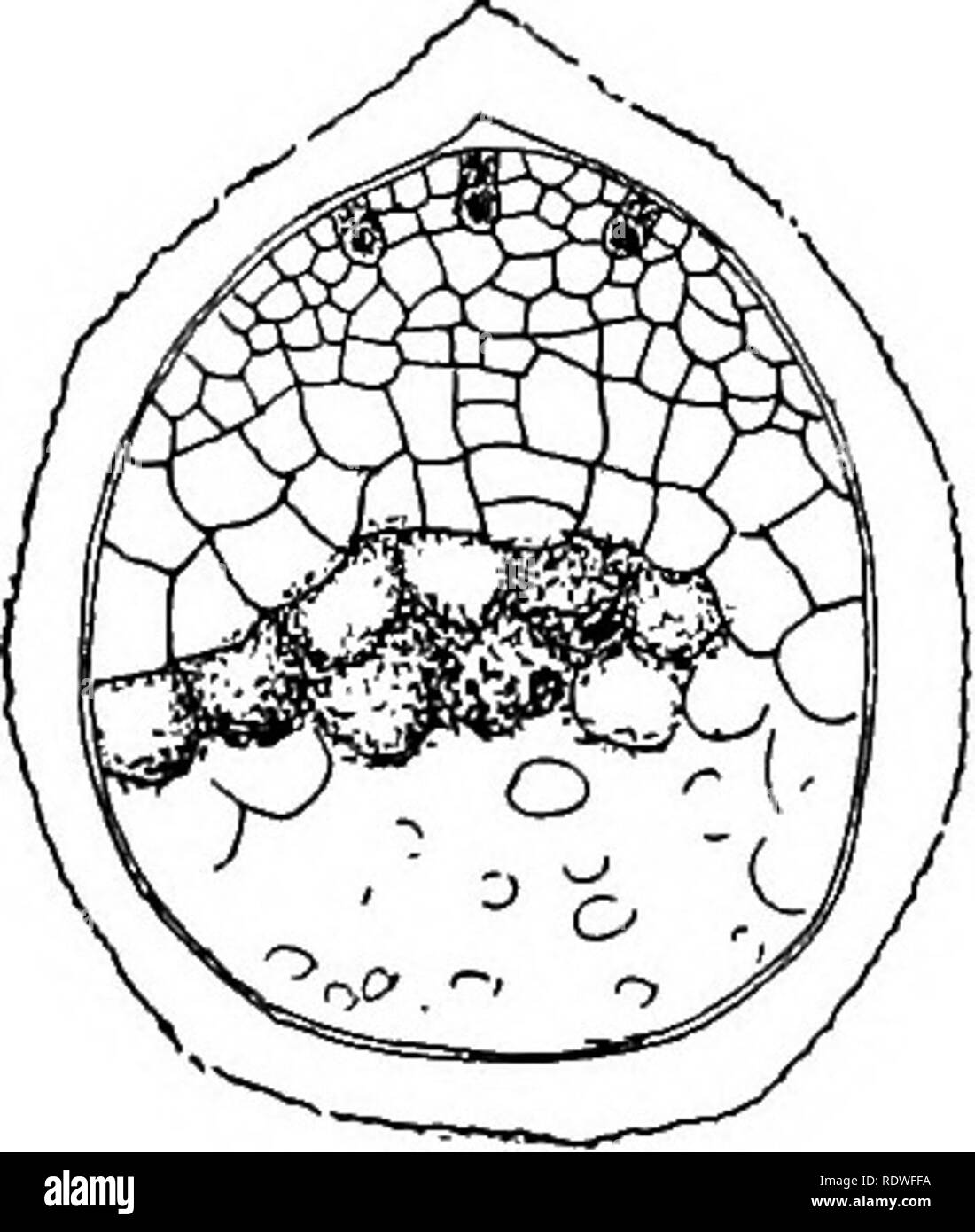 . Botanique élémentaire. La botanique. Allumé TLB LYCOPODES. 195 partie supérieure. Ici le noyau se divise un grand nombre de fois, et finalement les parois cellulaires sont formées, de sorte qu'un tissu de beaucoup d'ex- tente est formée à l'intérieur de la paroi de la spore, qui est très différente de ce qui se passe dans les fougères nous avons étudié. Comme le prothalle mûrit la spore est fissuré au point où les trois angles rencontrez, comme montré dans Fig. 246. Les archégones sont développés dans cette surface exposée, et plusieurs peuvent être vues dans l'illustration. 396. Embyro.-Après la fécondation de l'œuf se divise de manière à ce qu'une cellule appelée Banque D'Images