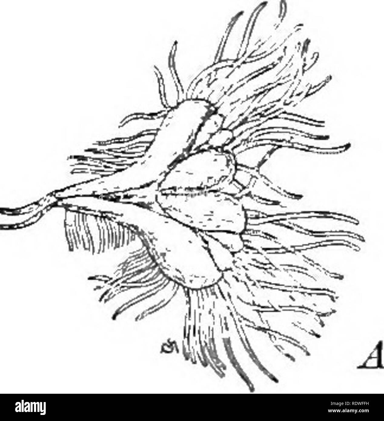. Essentials de botanique. La botanique, la botanique. Chapitre XXVI LES BRYOPHYTES 341. Classes de Bryophytes. Comme les plantes, sont divisés en : les bryophytes, ou moss- Classe 1. L'hépatique. " 2. Les mousses. Il n'est pas facile à énoncer dans un untechnical façon toutes les distinctions entre les deux classes. Une différence principale est que la plupart d'hépatiques soit afficher aucune distinction entre la tige et les feuilles, ou s'ils possèdent des feuilles à tous n'ont pas. Veuillez noter que ces images sont extraites de la page numérisée des images qui peuvent avoir été retouchées numériquement pour plus de lisibilité - coloration et l'apparition de ces illustrations Banque D'Images