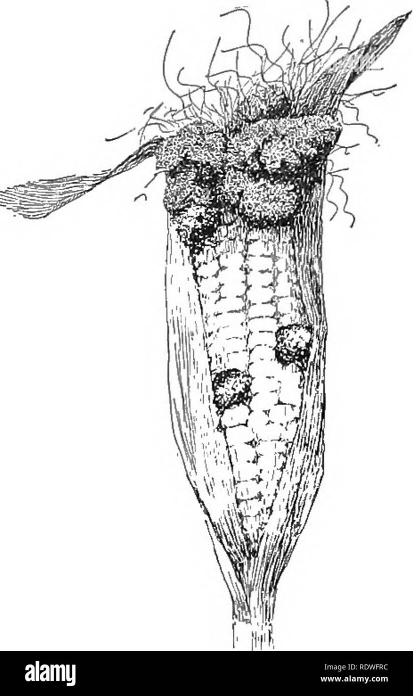 . La nature et le développement des plantes. La botanique. 258 FORMES DE SMUTS liés. Ils produisent de manière très générale, mais une forme de spore que peut éventuellement être comparée à la téliospore. Ils sont com- mun et extrêmement destructeurs de parasites, notamment des fleurs et fruits de maïs et autres céréales que le blé, l'avoine et l'orge (Fig. i66)'. Les dommages par smuts à la récolte de maïs. Veuillez noter que ces images sont extraites de la page numérisée des images qui peuvent avoir été retouchées numériquement pour plus de lisibilité - coloration et l'aspect de ces illustrations ne peut pas parfaitement ressembler à l'œuvre originale.. Curt Banque D'Images