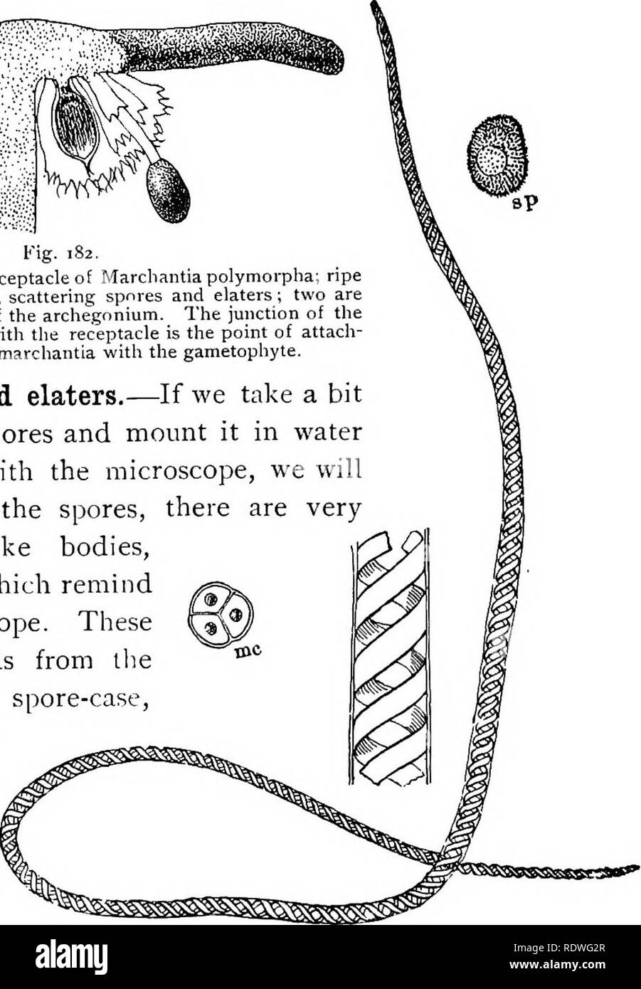 . Botanique élémentaire. La botanique. Fig. 182. L'article d'archegonial Marchantia polymorpha, récipient d'sporogonia mûrs. L'un est ouvert, dispersion des spores et elaters ; deux sont toujours enfermée dans la paroi de l'archégone. La jonction de la tige de l'sporogonium avec le récipient est le point d'attache- ment de le sporophyte de marchantia avec le gamétophyte. 321. Les spores et elaters.-Si nous prenons un peu de cette masse de spores et le monter dans l'eau pour l'examen avec le microscope, nous verrons que, outre les spores, il y a fil - comme très particulière, l'identification de ce qui rappelle à sur Banque D'Images