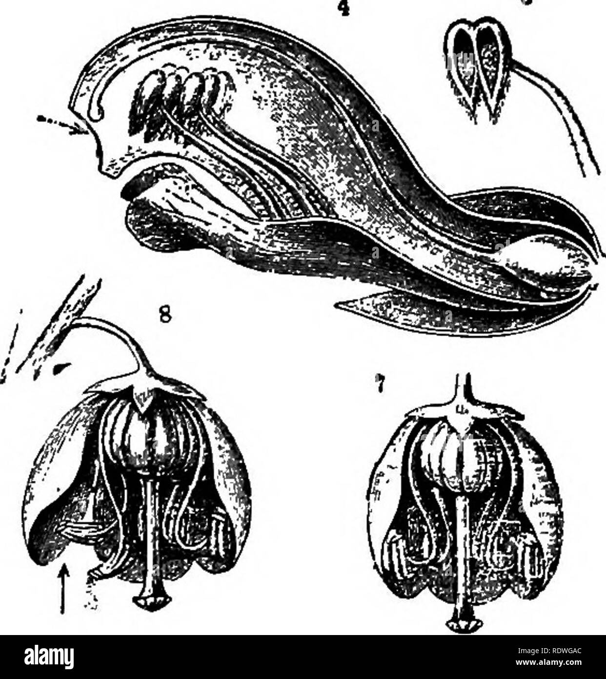 . Fleur de l'écologie. Écologie végétale, fertilisation des plantes. 86 en allant à la fleur pour le nectar est saupoudrée de pollen des fleurs tardives. L'autofécondation ne peut pas se produire. Dragon {Antirrhii snap.euh inajus). Les fleurs sont supportés dans un racème et le violet, marron et jaunes sont très marquées. Il est pollinisé par les bourdons qui sont suffisamment fortes pour forcer la lèvre supérieure arrière. Le miel est sécrété à la base de l'ovaire. Cette plante diffère de la linaire vulgaire dans ses fleurs beaucoup plus vaste dans lequel les bourdons peuvent entrer à l'intégrité physique, et aussi par sa corolle bien fermé qui ex Banque D'Images