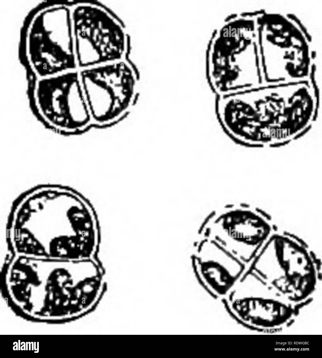 . Botanique élémentaire. La botanique. Fig. 129. L'article de cystocarp de rhabdonia, montrant les spores. motile dans certaines phases. La neige rouge plante peut être obtenu en grattant le rouge-à la question hors du fond de bassins peu profonds dans les roches, à proximité de l'eau douce, d'eau ou les lacs. En plaçant une partie de ce matériel dans un récipient d'eau pendant quelques jours le stade motile peuvent être obtenus. Le protococcus, ou vul- tococcus Pleurococcus vulgaris) garis, peut être obtenu sur le côté nord des arbres, des rochers, et des murs, dans des endroits humides.. Fig. 130. Pleurococcus (pro-. Veuillez noter que ces images sont extraire Banque D'Images