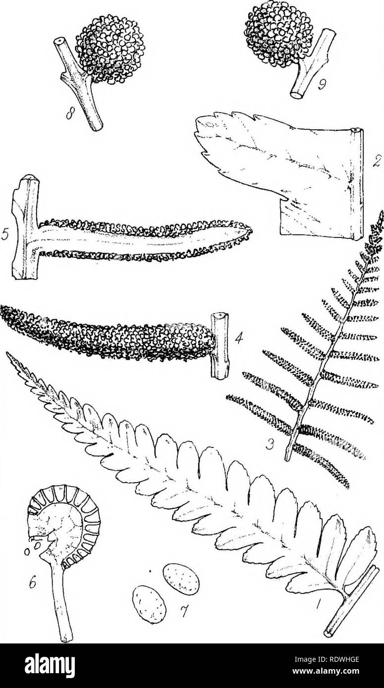 . Index filicum : un synopsis, avec des personnages, des genres, et d'une énumération des espèces de fougères, avec des synonymes, des références, &c., &amp;amp;c. Fougères. ,Plaque 1.. Polyiotrya JPilct.dd. Veuillez noter que ces images sont extraites de la page numérisée des images qui peuvent avoir été retouchées numériquement pour plus de lisibilité - coloration et l'aspect de ces illustrations ne peut pas parfaitement ressembler à l'œuvre originale.. Moore, Thomas, 1821-1887. Londres, W. Pamplin Banque D'Images