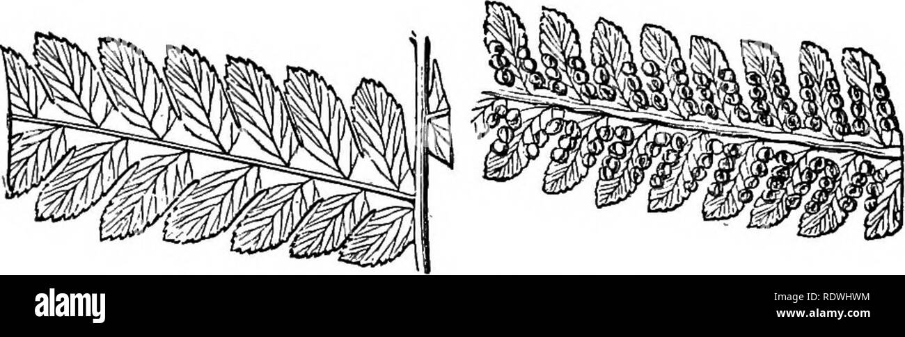 . Fougères : British &AMP ; affaires. L'histoire, organography, classification, et énumération des espèces de fougères le jardin avec un traité sur leur culture, etc. etc. Les Fougères. Une énumération OP FEENS cultivées. Bi-tripinnate 239, 5-16 pieds de long. Les veinules pennées ; veines gratuitement, simple. En forme de récipients, terminal. Sori globuleuses, grand, réfléchis. Indiusmm rendu bivalve, coriáceas ; la vanne extérieure (acces- sory'indusie) concave, cuouUate, connivence avec les petits tbe, habituellement moins cucuUate, bandeau intérieur ou spécial, l'indusie formant un kyste avec valve inégales. 1. D. arborescens, l'Herit ; HooTc. Sp. Fil. t Banque D'Images