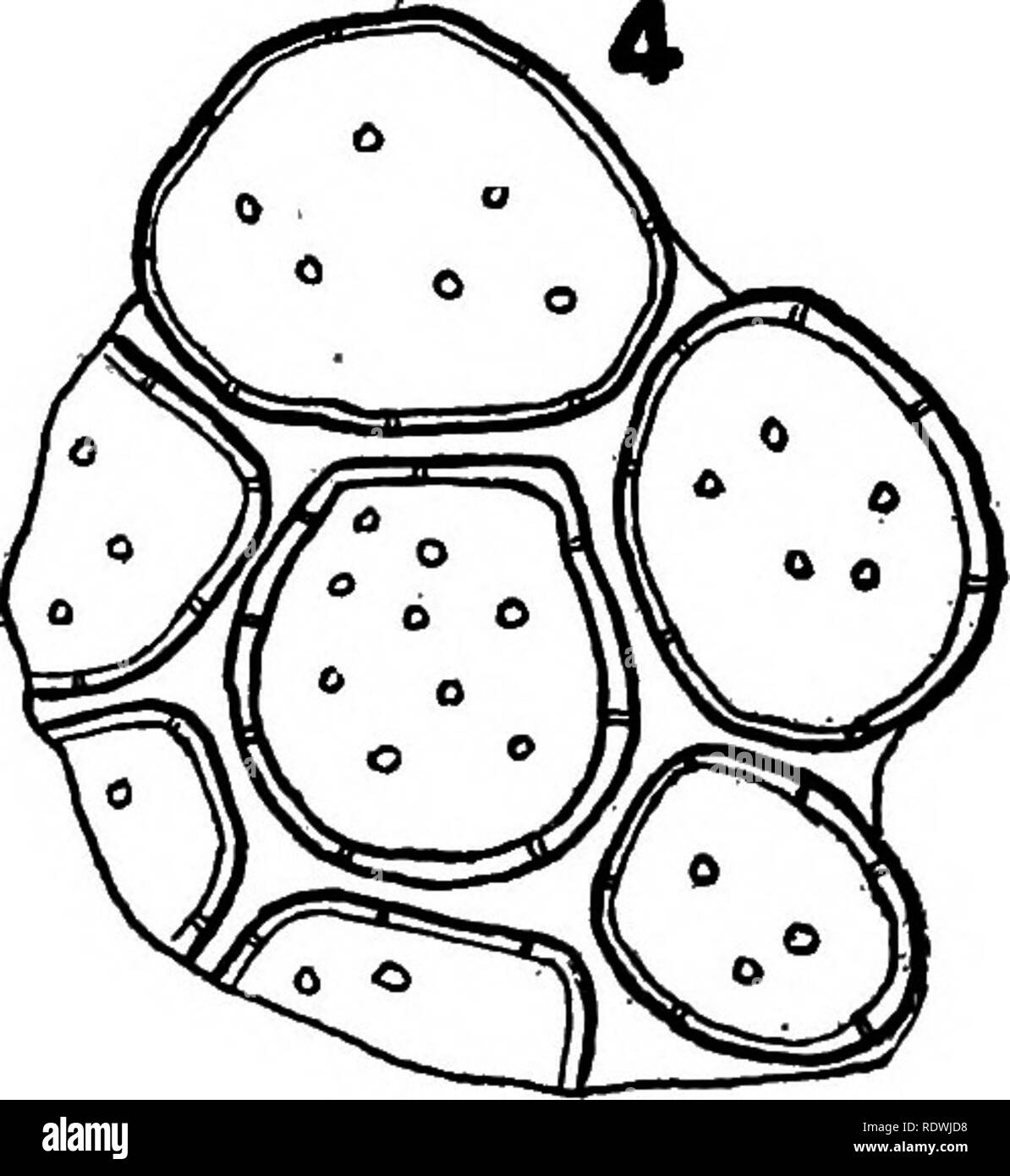 . Les éléments d'histologie végétale. Anatomie végétale. 46. plaque de tissu conducteur-. 1. Les tubes criblés. (Vue longitudinale.  =D AIR. C  =-grille plaque.) 2. Les tubes criblés. (Vue transversale. Je&gt ; =air. C =-grille plaque). 3. Laticifères (J), tar- axacum racine, vue longitudinale. 4. Tige de menthe poivrée, parenchyme poreux moelle.. Veuillez noter que ces images sont extraites de la page numérisée des images qui peuvent avoir été retouchées numériquement pour plus de lisibilité - coloration et l'aspect de ces illustrations ne peut pas parfaitement ressembler à l'œuvre originale.. Ballard, Charles William, 1887-. New York, John Wiley & Sons, Inc ; Banque D'Images