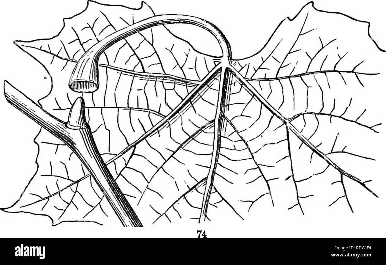 . Gray's school et livre de botanique de terrain. Constitué d'un "Leçons de botanique," et "Champ, forêt, et le jardin botanique," lié en un seul volume. La botanique, la botanique. 28 bourgeons. [Section 4. formée, ils sont dissimulés tout au long de l'été sous la base de la feuille-tige, wliich est alors creusée dans une sorte de cuvette à l'envers, comme une bougie- extincteur, pour les couvrir ; comme dans l'Invasion Acridienne, le bois jaune, ou plus encore dans le bouton-bois ou platane (Fig. 74).. 50. La feuille-cicatrices, donc visible en kg. 72, 73, sous chaque aisselle l)ud, marquer l'endroit où la tige du pondéré le Banque D'Images . Gray's school et livre de botanique de terrain. Constitué d'un "Leçons de botanique," et "Champ, forêt, et le jardin botanique," lié en un seul volume. La botanique, la botanique. 28 bourgeons. [Section 4. formée, ils sont dissimulés tout au long de l'été sous la base de la feuille-tige, wliich est alors creusée dans une sorte de cuvette à l'envers, comme une bougie- extincteur, pour les couvrir ; comme dans l'Invasion Acridienne, le bois jaune, ou plus encore dans le bouton-bois ou platane (Fig. 74).. 50. La feuille-cicatrices, donc visible en kg. 72, 73, sous chaque aisselle l)ud, marquer l'endroit où la tige du pondéré le Banque D'Images