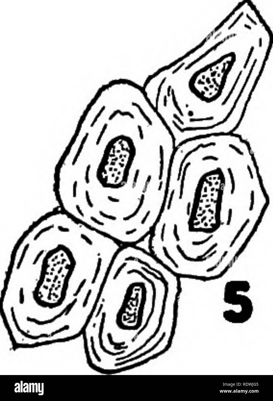. Les éléments d'histologie végétale. Anatomie végétale. 43.-Collenchymatic la plaque de tissu. 1. Tige de menthe poivrée. Arrangement d'collenchymatic (O, tissus à des angles de la tige. 2. Tige de menthe poivrée. 3. Graines de sabal. 4. Colchicum semence. (Type poreux.) 5. Nux vomica semence. (Type strié.) 6. Arrangement d'collenchy- matic tissus autour de la nervure principale de la feuille. C - collenchyme.. Veuillez noter que ces images sont extraites de la page numérisée des images qui peuvent avoir été retouchées numériquement pour plus de lisibilité - coloration et l'aspect de ces illustrations ne peut pas parfaitement ressembler à l'œuvre originale.. Ballard, C Banque D'Images