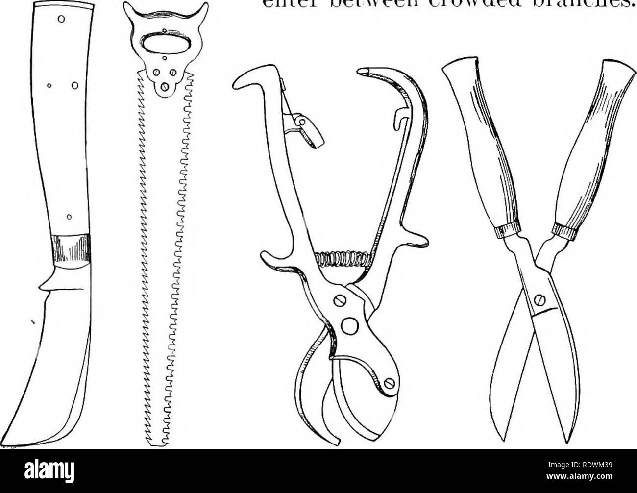 . Principes de la culture des plantes ; an elementary treatise conçu comme un texte-livre pour les débutants dans l'agriculture et l'horticulture. L'horticulture, la botanique. 256 Prmciples de culture végétale. Les États qui le prend en charge et la lame doit être en- sérée au côté proximal. Les soins sont nécessaires pour empêcher la lame de coupe trop loin. La scie d'élagage (Fig. 167) est utile pour couper les grandes branches. Deux bords dentés sont préférables à un seul, comme la seconde bord tend à empêcher ''pincement." c'est bien de ha^e les dents sur un bord orientées vers l'arrière, puisqu'elle permettra la scie pour couper l'autre lorsqu'il est poussé ou tiré Banque D'Images