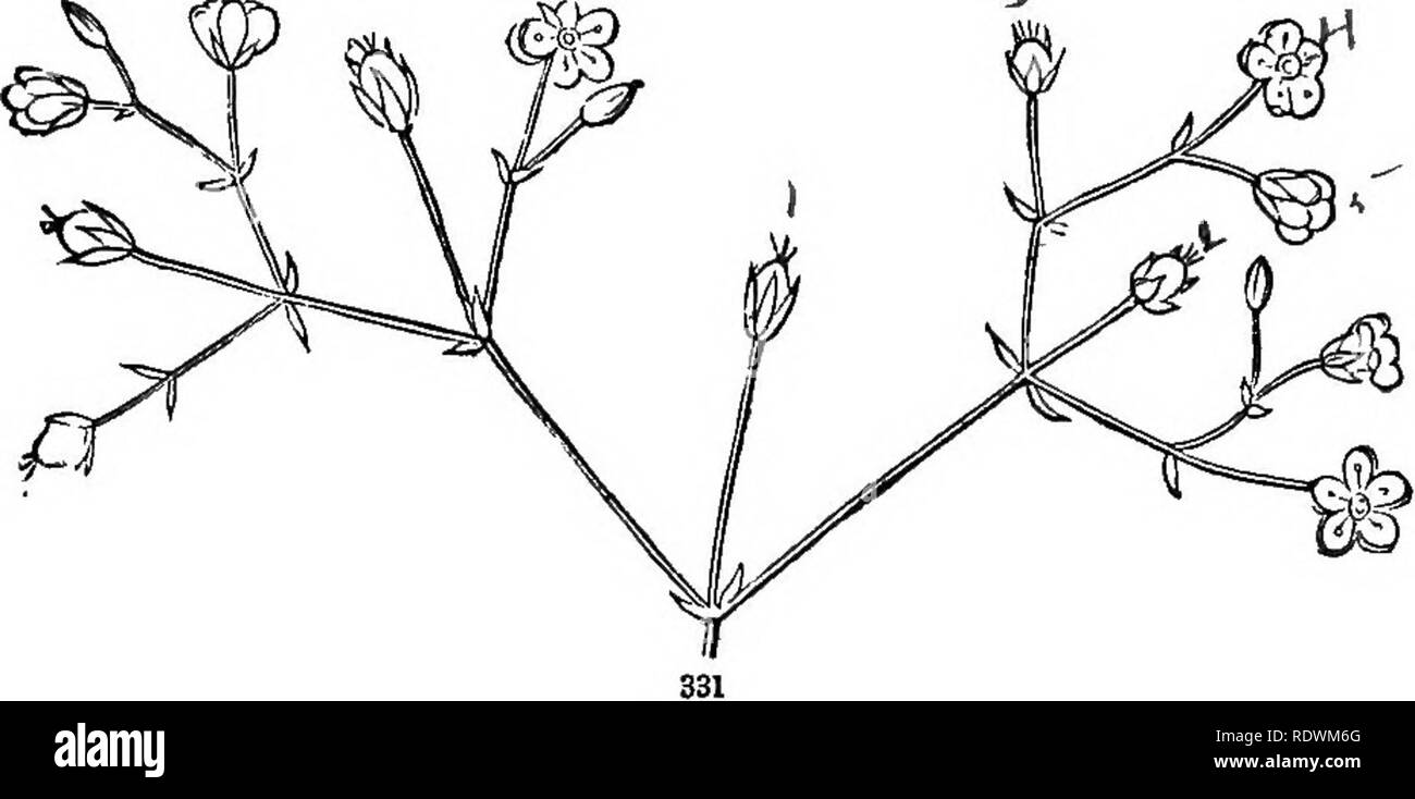 . Introduction à la botanique systématique et structurel, et la physiologie végétale. La botanique. Une inflorescence. 219 405. Le fascicule est une cyme très compact, avec l'endroit ou à l'ap- branches ; comme dans le Sweet William. 406. Un GlODiernle est une cyme condensée en une sorte de tête. Il est à la tête de la cyme est à l'ombelle ou corymbe.. 407. Il y a plusieurs modifications anormales de inflo- rescence, découlant de développement irrégulier, ou la suppression de certaines parties, telles que la non-comparution de la fleur centrale parfois, ou souvent de l'un des branches latérales à chaque division ; Banque D'Images