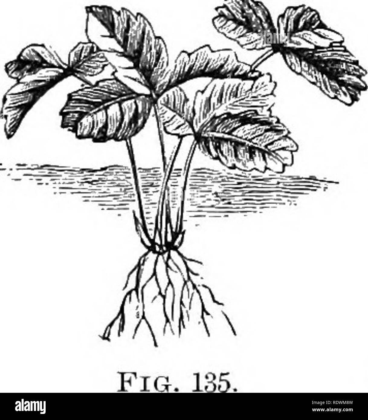 . Principes de la culture des plantes ; an elementary treatise conçu comme un texte-livre pour les débutants dans l'agriculture et l'horticulture. L'horticulture, la botanique. Le repiquage. 233 ouvert rapidement au bon moment. Les branches qui peuvent mieux être épargné doit être retiré (.4:20). Incapacité à réduire le haut est une cause fréquente de décès ou de perte de vigueur dans les arbres greffés. Les petites plantes dans les feuilles, comme la fraise, le chou, etc.),supporter habituellement- transplantation. Veuillez noter que ces images sont extraites de la page numérisée des images qui peuvent avoir été retouchées numériquement pour plus de lisibilité - coloration et l'apparence Banque D'Images