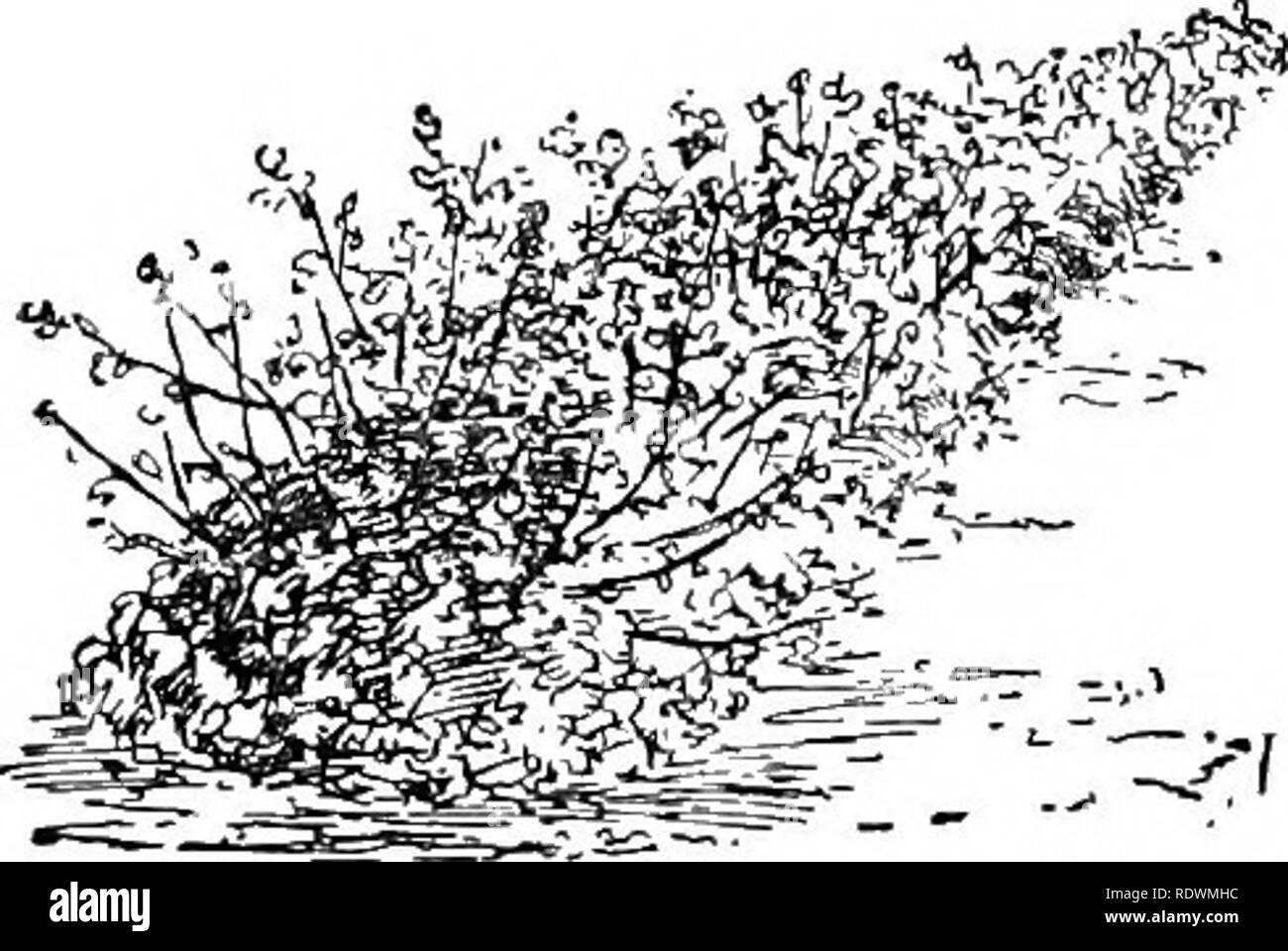 . Principes de la culture des plantes ; an elementary treatise conçu comme un texte-livre pour les débutants dans l'agriculture et l'horticulture. L'horticulture, la botanique. Pièces hy propagation intacts. 187. le paradis de coing et de pomme. Dans les deux cas, le ter- minal partie de la tige est souvent à découvert. Dans la seconde méthode, qui est connu comme mound-layering (Fig. 84), les tiges de la j)lant à être superposés sont habituellement coupés juste au-dessus de la surface du sol au début du printemps, à stimuler la pour- mation de tiges vigoureuses, A'hich sont striés de songe d'une ou de préférence pas jusqu'à la réussir fal Banque D'Images