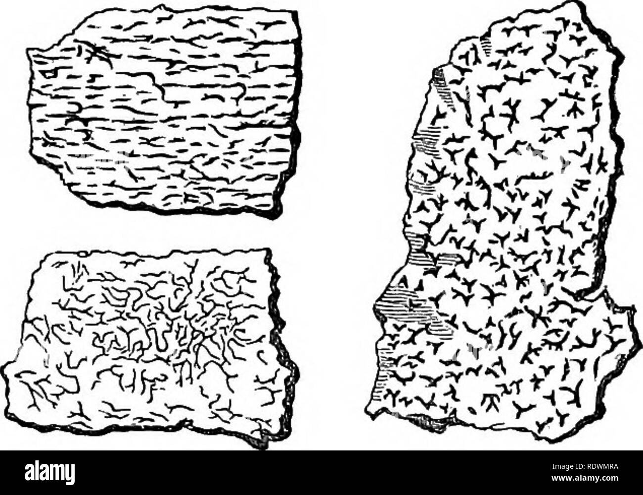 . Premières formes de végétation. Botanique ; les cryptogames. Les LICHENS. Ligne 99 de noir comme une lettre de deuil. Il s'étend sur l'écorce des arbres, en particulier le hêtre, le noisetier, et les cendres. Sur l'arbre-bouleau-dont le lisse, blanche comme neige, vélin-à de l'écorce semble conçu par la nature pour l'inscription des noms des amoureux et des incantations magiques - il peut souvent être vu sur tout le tronc. La fructification est composé de longues lignes noires ondulées parallèles, parfois comme des inscriptions runiques ; flèche parfois-. FiG. 7.-Opegrapha scripta. dirigée, comme l'écriture cunéiforme caractères gravés sur les pierres monumentales de pers Banque D'Images