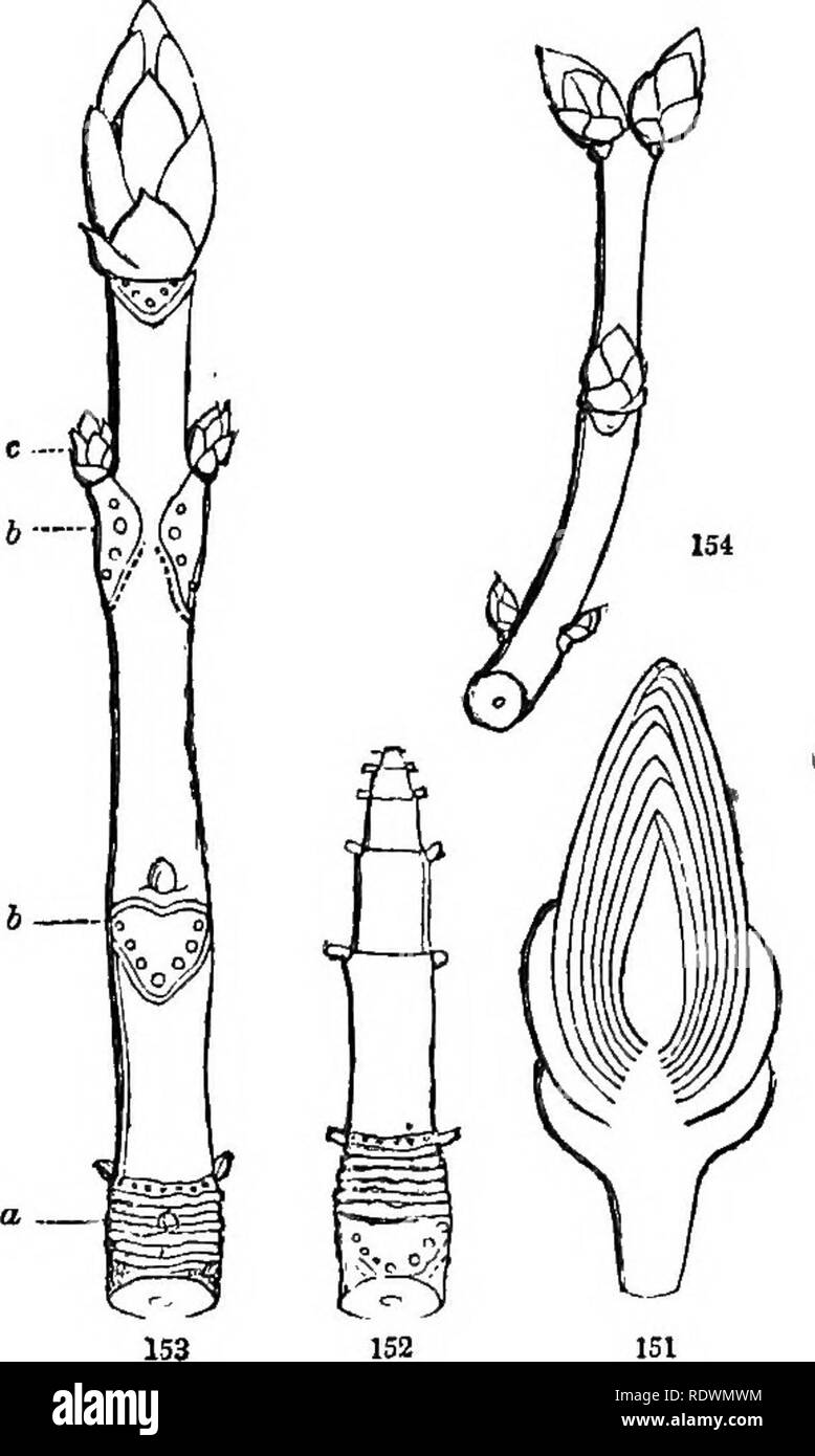 . Introduction à la botanique systématique et structurel, et la physiologie végétale. La botanique. La STRUCTURE ET LA CROISSANCE. 93 159. Les bourgeons. L'apex de la tige, par conséquent, est toujours couronné d'une partie non développées, avec pièces rudimentaires semblables à celles déjà déployées, c'est, avec un bourgeon. L'embryon lui-même peut être considéré comme un entre-noeud (la radicule) portant le bourgeon fondamentaux (la plumule) sur son sommet, d'wliich la plante entière est de- développé, tout comme un bourgeon d'ordinaire un arbre ou arbuste se développe pour former la croissance de la saison. Sauf que, dans ce dernier cas, les différentes étapes suivent chaque o Banque D'Images