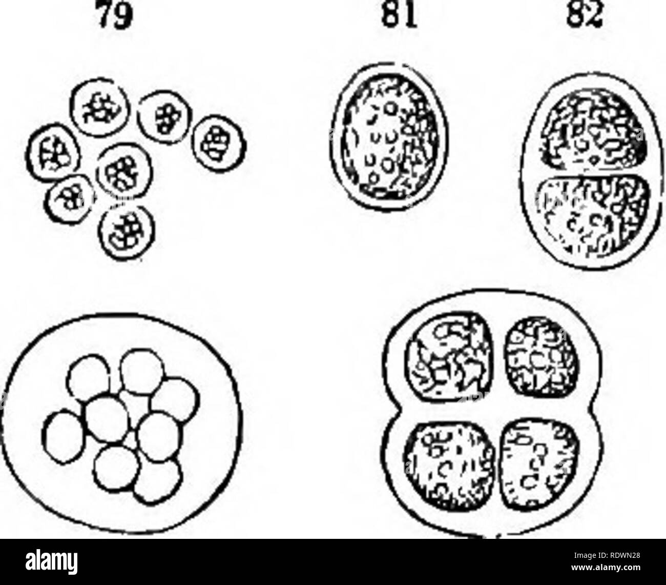 . Introduction à la botanique systématique et structurel, et la physiologie végétale. La botanique. 62 LE DÉVELOPPEMENT GÉNÉRAL DES PLANTES, l'admirable mémoires de Nageli et de Braun sur l'une plantes unicellulaires, et les œuvres d'Ealfs, Kutzing, Thwaites, &c. sur le Desmidiacete Diatomacese, et illustrent une grande variété de formes. Le plus simple des cas, c'est que de 101. Les végétaux d'une seule cellule globulaires ; c'est, d'une cellule qui se développe de façon égale dans toutes les directions, et conserve donc la forme d'origine. Le microscopique plante connue comme donnant naissance au phénomène oired snow fournit une bonne illustration o Banque D'Images