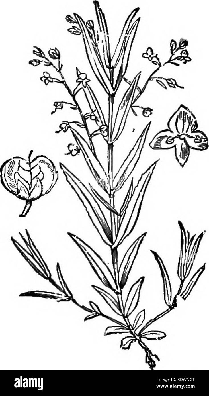 . Illustrations de la flore britannique : une série de gravures sur bois, avec des plantes, des dissections britannique. La botanique, la botanique. 756. Veronica beccabunga L., Bi'ookllme ; B. 757. Veronica scutellata L., Marsh Speedwell ; B.. Veuillez noter que ces images sont extraites de la page numérisée des images qui peuvent avoir été retouchées numériquement pour plus de lisibilité - coloration et l'aspect de ces illustrations ne peut pas parfaitement ressembler à l'œuvre originale.. Fitch, W. H. (Walter Hood), 1817-1892 ; Smith, George Worthington, 1835-1917 ; Bentham, George, 1800-1884. Manuel de la flore britannique. Londres, L. Reeve Banque D'Images