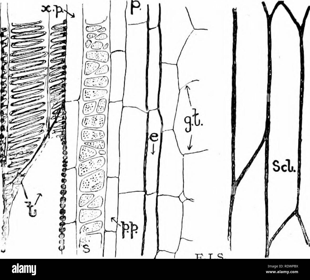 . Une introduction à la structure et à la reproduction des plantes. Anatomie végétale ; les plantes. STRUCTURE DE FERN-STEM 293 cellules fortifiée ayant relativement peu de contenu. Suivre ensuite une ou deux couches de cellules beaucoup plus petites, qui constituent ce qu'on appelle le parenchyme au phloème (p.p.). Immédiatement rfithin est un endroit bien composé principalement de grandes zones vides, à la recherche des éléments à parois minces, les tubes criblés (5.), qui sont souvent absents vers les extrémités des brins, et qui sont séparés de la zone centrale par un xylème des petits-ceUed parenchjma-bois [X.P.). L'essentiel du xylème est constitué de grands ( les trachéides Banque D'Images