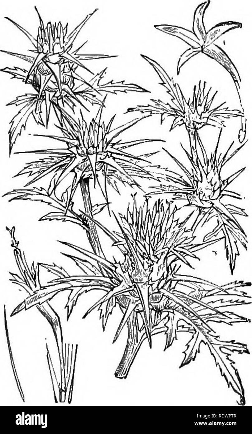 . Illustrations de la flore britannique : une série de gravures sur bois, avec des plantes, des dissections britannique. La botanique, la botanique. 574. Centaurea. Cyanus L., bleue, bleuet ; P.. Veuillez noter que ces images sont extraites de la page numérisée des images qui peuvent avoir été retouchées numériquement pour plus de lisibilité - coloration et l'aspect de ces illustrations ne peut pas parfaitement ressembler à l'œuvre originale.. Fitch, W. H. (Walter Hood), 1817-1892 ; Smith, George Worthington, 1835-1917 ; Bentham, George, 1800-1884. Manuel de la flore britannique. Londres, L. Reeve Banque D'Images