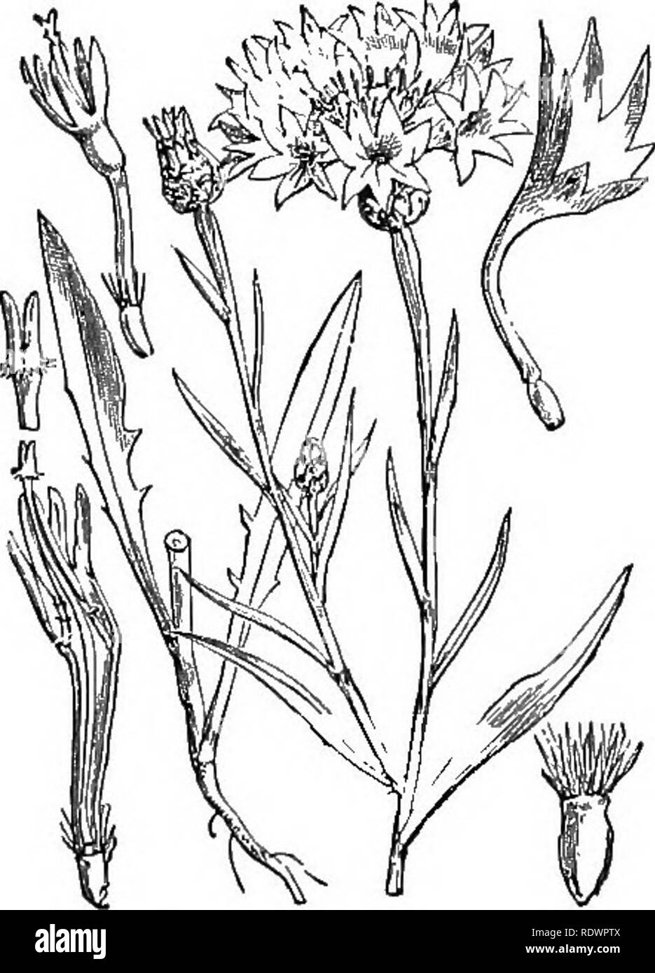 . Illustrations de la flore britannique : une série de gravures sur bois, avec des plantes, des dissections britannique. La botanique, la botanique. 144 XLIII. TOSIT^.COi. fl. Ditotyledoiis. 574. Centaurea. Cyanus L., bleue, bleuet ; P.. Veuillez noter que ces images sont extraites de la page numérisée des images qui peuvent avoir été retouchées numériquement pour plus de lisibilité - coloration et l'aspect de ces illustrations ne peut pas parfaitement ressembler à l'œuvre originale.. Fitch, W. H. (Walter Hood), 1817-1892 ; Smith, George Worthington, 1835-1917 ; Bentham, George, 1800-1884. Manuel de la flore britannique. Londres, L. Reeve Banque D'Images