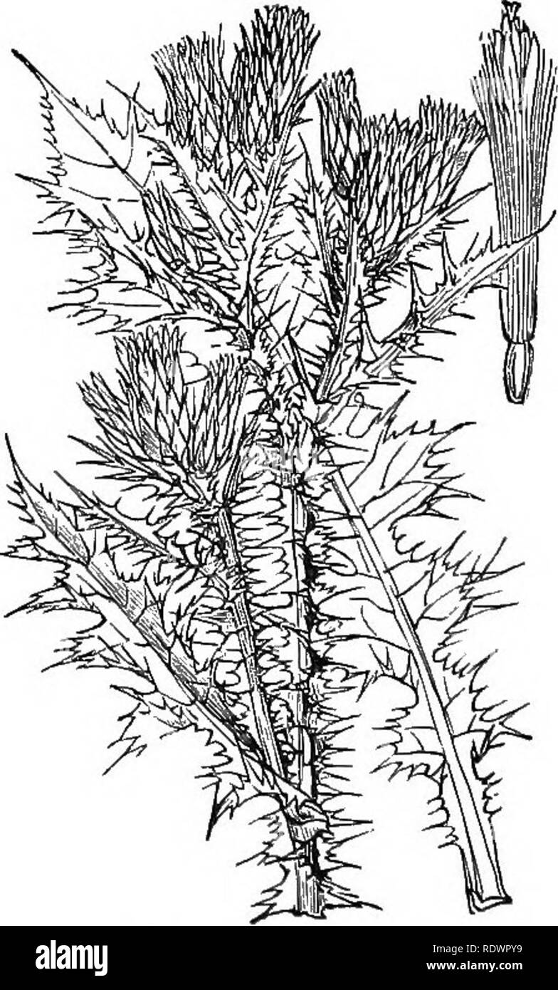 . Illustrations de la flore britannique : une série de gravures sur bois, avec des plantes, des dissections britannique. La botanique, la botanique. 559. Carduus nutans L., M ?a/i ; P. Chardon. 561,' Carduus pycnoceplialus Tliistle, L., mince. Veuillez noter que ces images sont extraites de la page numérisée des images qui peuvent avoir été retouchées numériquement pour plus de lisibilité - coloration et l'aspect de ces illustrations ne peut pas parfaitement ressembler à l'œuvre originale.. Fitch, W. H. (Walter Hood), 1817-1892 ; Smith, George Worthington, 1835-1917 ; Bentham, George, 1800-1884. Manuel de la flore britannique. Londres, L. Reeve Banque D'Images