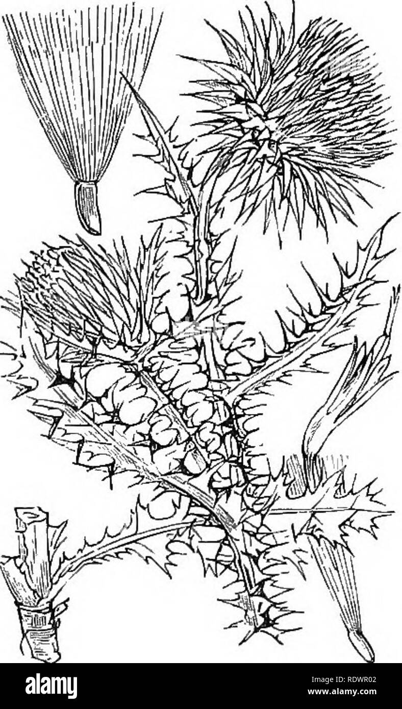 . Illustrations de la flore britannique : une série de gravures sur bois, avec des plantes, des dissections britannique. La botanique, la botanique. 560. CarcUuis acanthoides, L. C. crispus L., la couture trépointe ; P. Chardon. 559. Carduus nutans L., M ?a/i ; P. Chardon. Veuillez noter que ces images sont extraites de la page numérisée des images qui peuvent avoir été retouchées numériquement pour plus de lisibilité - coloration et l'aspect de ces illustrations ne peut pas parfaitement ressembler à l'œuvre originale.. Fitch, W. H. (Walter Hood), 1817-1892 ; Smith, George Worthington, 1835-1917 ; Bentham, George, 1800-1884. Manuel de la flore britannique. Londres, L. Re Banque D'Images