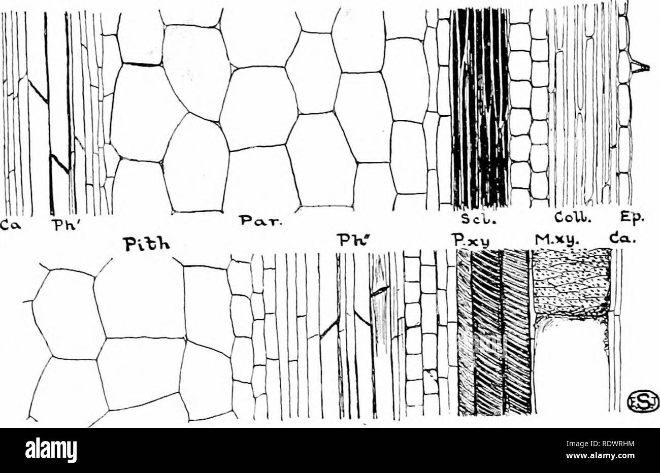 Une Introduction A La Structure Et A La Reproduction Des Plantes Anatomie Vegetale Les Plantes 83