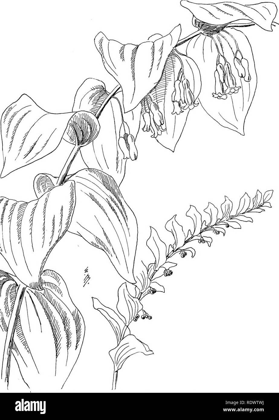 . Fleurs sauvages des états du nord-est : être trois cents et huit individus communs aux nord-est des États-Unis. La botanique. Grand sceau de Salomon Polygonatum : giganteum.. Veuillez noter que ces images sont extraites de la page numérisée des images qui peuvent avoir été retouchées numériquement pour plus de lisibilité - coloration et l'aspect de ces illustrations ne peut pas parfaitement ressembler à l'œuvre originale.. Miller, Ellen Bell (Robertson) 1859- ; Margaret Whiting, Christine. New York [etc. ] G. P. Putnam's Sons Banque D'Images