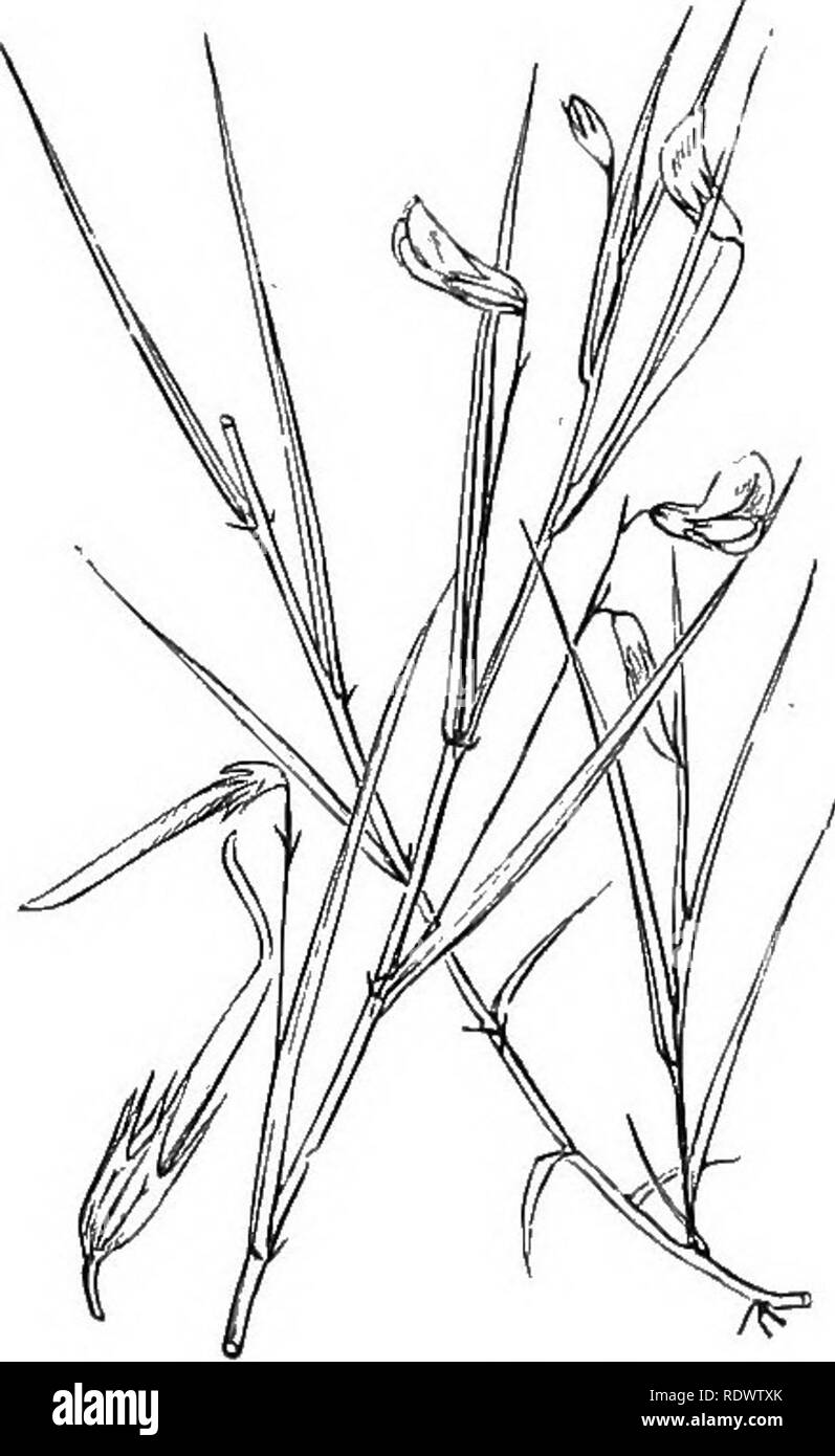 . Illustrations de la flore britannique : une série de gravures sur bois, avec des plantes, des dissections britannique. La botanique, la botanique. 2S6. Vicia lathyroides L., la vesce de chaîne ; P. 287, Vicia bithynica Bithynian Vetch, L. ; F.. Veuillez noter que ces images sont extraites de la page numérisée des images qui peuvent avoir été retouchées numériquement pour plus de lisibilité - coloration et l'aspect de ces illustrations ne peut pas parfaitement ressembler à l'œuvre originale.. Fitch, W. H. (Walter Hood), 1817-1892 ; Smith, George Worthington, 1835-1917 ; Bentham, George, 1800-1884. Manuel de la flore britannique. Londres, L. Reeve Banque D'Images