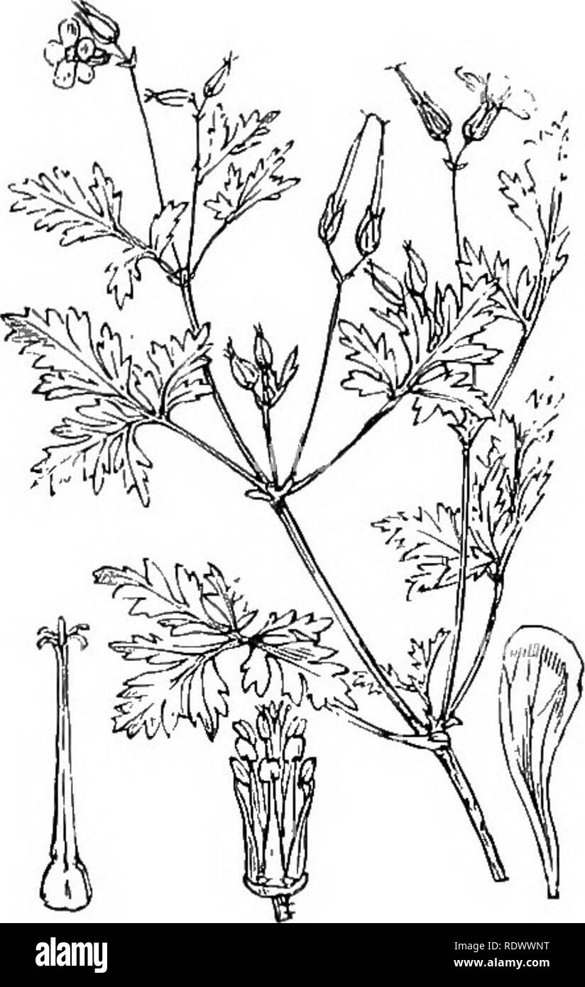 . Illustrations de la flore britannique : une série de gravures sur bois, avec des plantes, des dissections britannique. La botanique, la botanique. 206. Geraniiim pyrenaicuin,Burm.f. Pcrcnne G., Huds. Momiiain G. ET P.. .207. Geranium robertianum L., Hcrb-Robirt ; P.. Veuillez noter que ces images sont extraites de la page numérisée des images qui peuvent avoir été retouchées numériquement pour plus de lisibilité - coloration et l'aspect de ces illustrations ne peut pas parfaitement ressembler à l'œuvre originale.. Fitch, W. H. (Walter Hood), 1817-1892 ; Smith, George Worthington, 1835-1917 ; Bentham, George, 1800-1884. Manuel de la flore britannique. Londo Banque D'Images