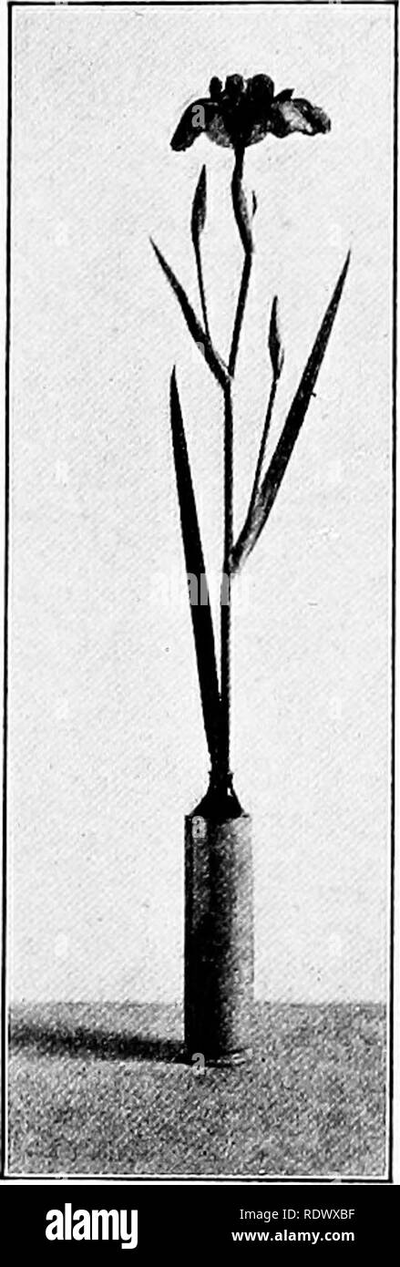 . Le jardin de l'école livre. Jardins de l'école. Pots de fleurs utiles 231 d'autre part, un vase sur lequel il a été peint l'image de certains sous forme de plantes, qu'elles soient naturelles ou conven- tionalized, ne peut pas être utilisée avec profit avec des fleurs autres que celui de la conception. Par conséquent, ces décoration limite grandement l'utilité de la fleur- jar, et l'un serait sage de reporter l'achat de ces bols jusqu'à ce qu'on a accumulé un nombre suffisant de personnes sans cette décoration spéciale pour répondre aux besoins de la maison. Une exception à cette règle générale peut être faite dans le cas de la Bea Banque D'Images