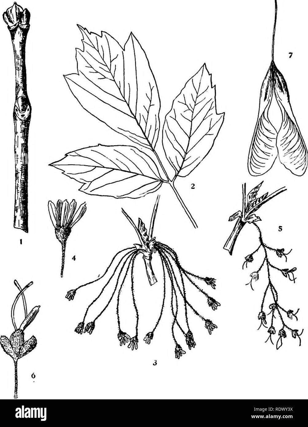 . Michigan arbres ; un manuel de la native et la plus importante des espèces introduites. Les arbres. Boxelder. Asb-Ieared Maple. 1. Rameau d'hiver, x i. 2. Feuille, X Yi. 3. S'taminate ^ rameaux florifères, x. 4. Starainate fleur, élargie. 5. Rameaux à fleurs pistillées, x J^. 6. Fleur pistillée, élargie. 7 Fruit, X I. - 192 -. Veuillez noter que ces images sont extraites de la page numérisée des images qui peuvent avoir été retouchées numériquement pour plus de lisibilité - coloration et l'aspect de ces illustrations ne peut pas parfaitement ressembler à l'œuvre originale.. Otis, Charles Herbert, 1886. Ann Arbor, les Régents Banque D'Images