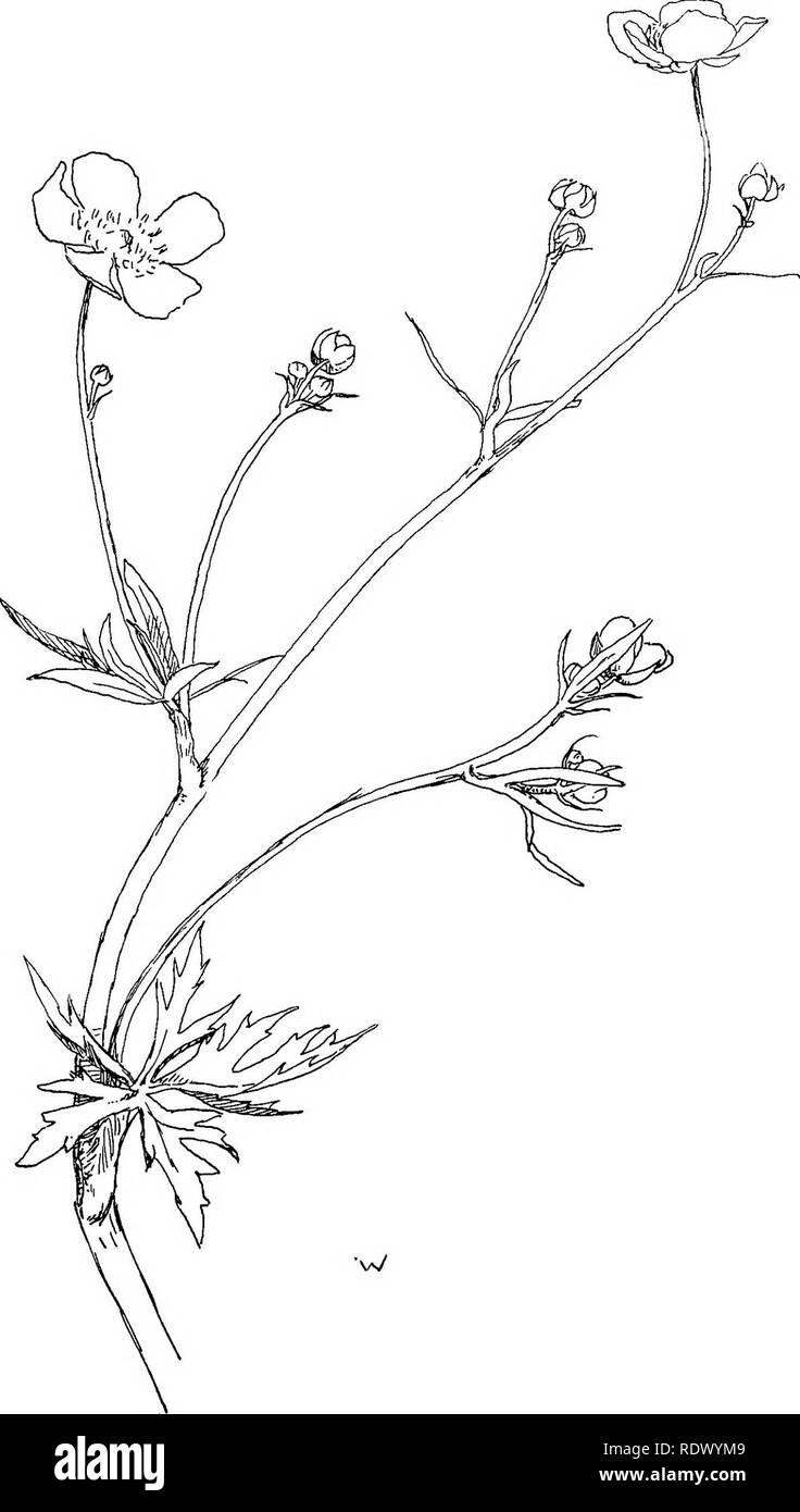 . Fleurs sauvages des états du nord-est : être trois cents et huit individus communs aux nord-est des États-Unis. La botanique. Renoncules : R. acria. Veuillez noter que ces images sont extraites de la page numérisée des images qui peuvent avoir été retouchées numériquement pour plus de lisibilité - coloration et l'aspect de ces illustrations ne peut pas parfaitement ressembler à l'œuvre originale.. Miller, Ellen Bell (Robertson) 1859- ; Margaret Whiting, Christine. New York [etc. ] G. P. Putnam's Sons Banque D'Images