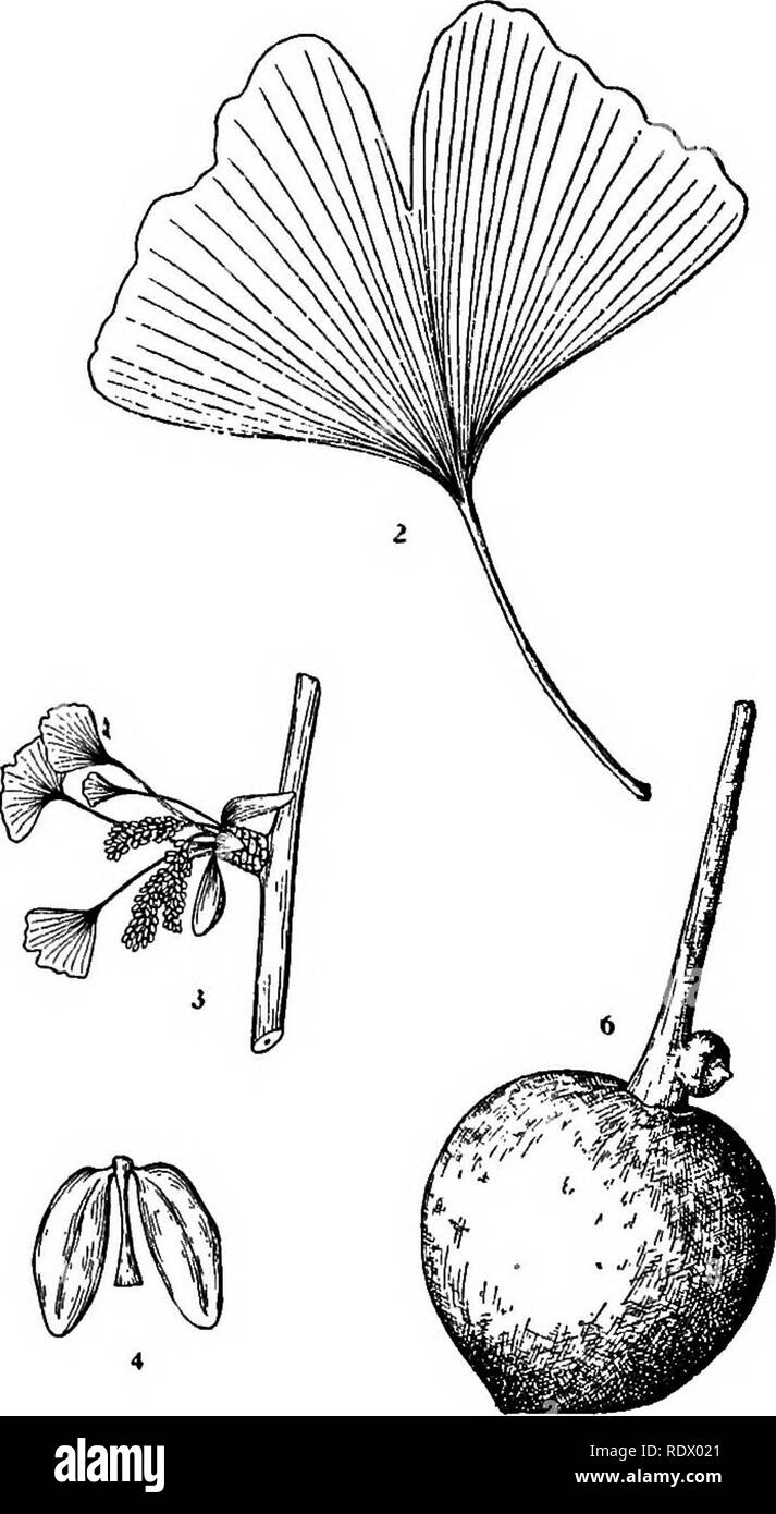 . Michigan arbres ; un manuel de la native et la plus importante des espèces introduites. Les arbres. Le Ginkgo. Arbre aux 40 écus. 1. Rameau d'hiver, x J^. 2. Feuille, X J4. 3. Rameaux à fleurs staminées, x J^. 4. Fleurs staminées, élargie. 5. Fleur pistillée, élargie. 6. Fruits, X I. - 2 -. Veuillez noter que ces images sont extraites de la page numérisée des images qui peuvent avoir été retouchées numériquement pour plus de lisibilité - coloration et l'aspect de ces illustrations ne peut pas parfaitement ressembler à l'œuvre originale.. Otis, Charles Herbert, 1886. Ann Arbor, les Régents Banque D'Images