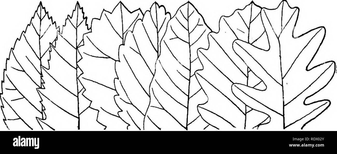 . Michigan arbres ; un manuel de la native et la plus importante des espèces introduites. Les arbres. Iveaves sont soit persistant, comme dans la plupart de nos conifères, qui restent vertes tout l'hiver, ou l'âge de différentes couleurs avec le froid et l'automne au début de l'automne ; souvent ils sont morts et sans vie loin dans l'hiver. Les points sur les feuilles qui nous sommes habitués à considérer sont la position ou de l'arrangement de l'III. Les marges des feuilles. Ondulent. Sinué. Lobées. Parties d'une fleur dentelés. Doublement dentées en scie. Crénelés. Denté. de feuilles sur la branche, qu'il soit simple ou composé, taille, forme, texture, couleur, quantité et char Banque D'Images